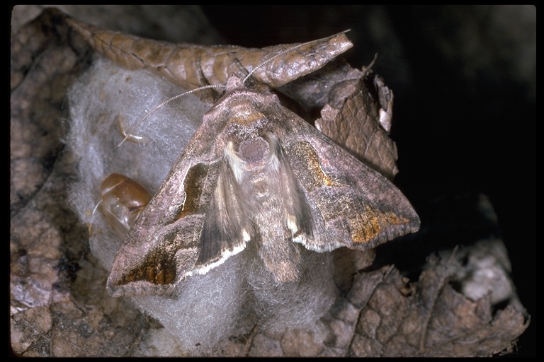 Autographa olivacea Autographa olivacea