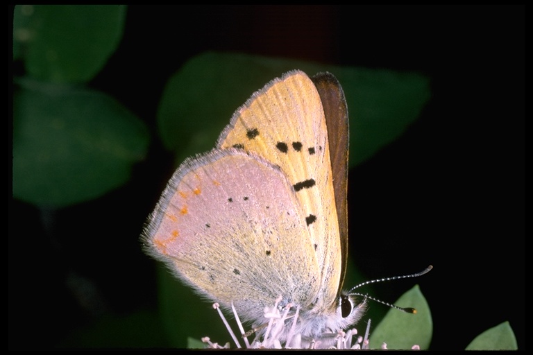 Tharsalea nivalis Tharsalea nivalis