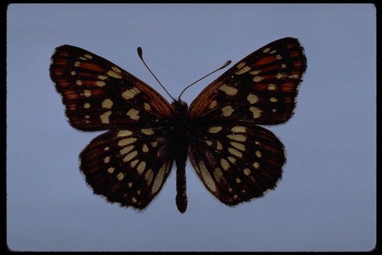 Chlosyne leanira Chlosyne leanira