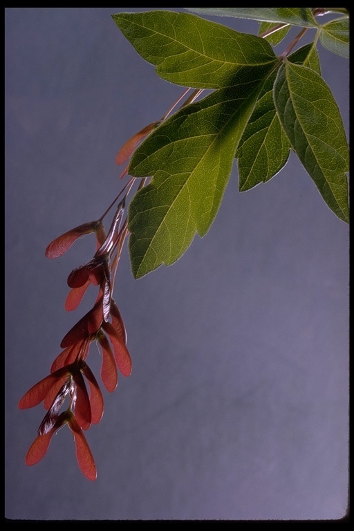 Acer negundo var. californicum