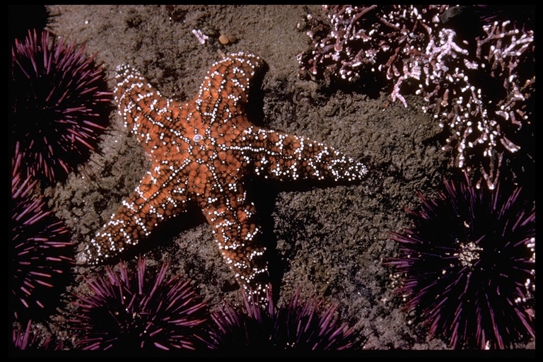 Pisaster sp. Pisaster sp.