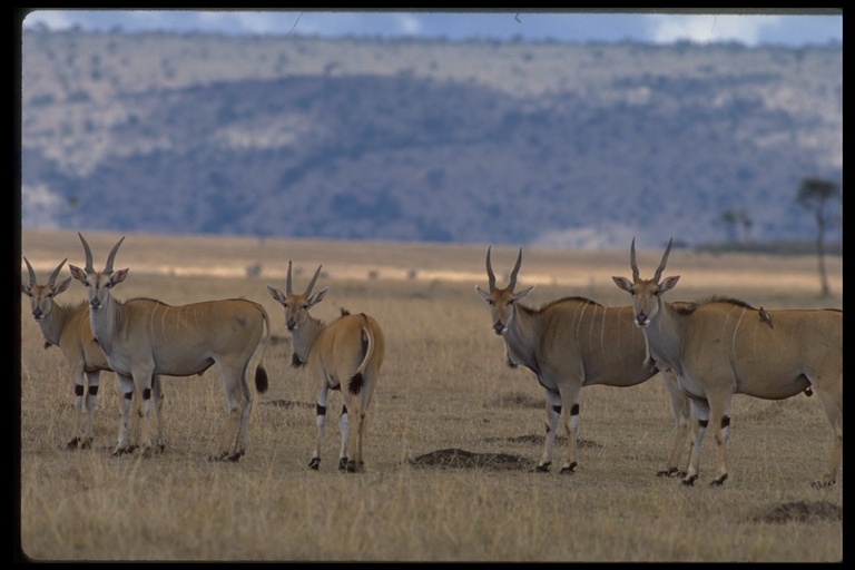 Tragelaphus oryx