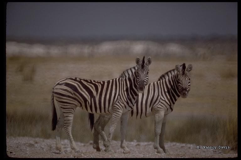Equus quagga burchellii Equus quagga burchellii