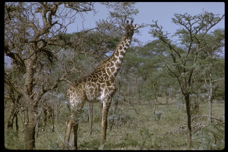 Giraffa giraffa giraffa