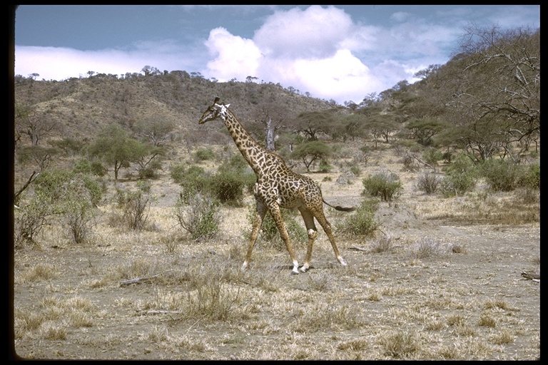 Giraffa tippelskirchi tippelskirchi