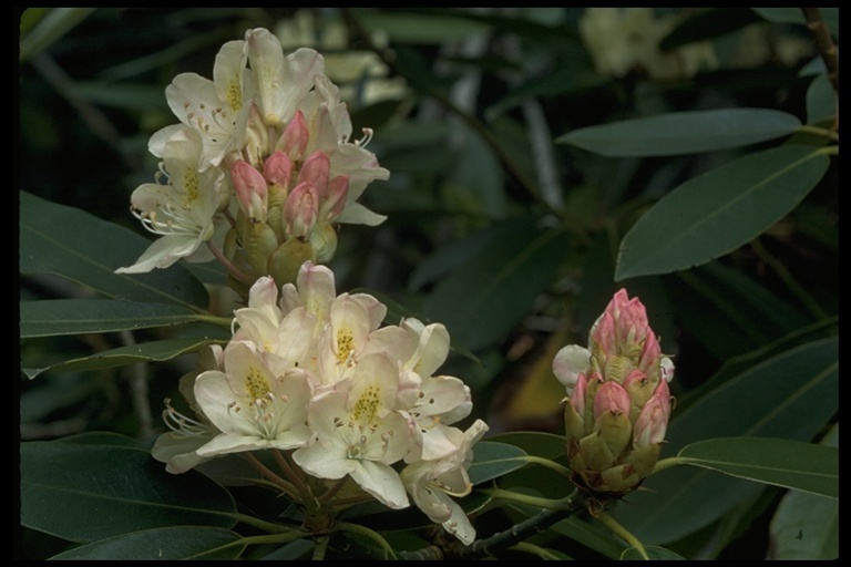 Rhododendron maximum