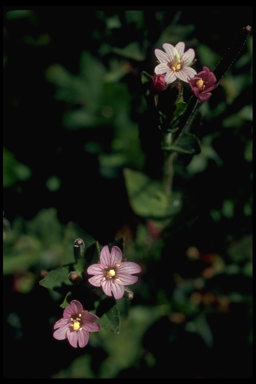 Epilobium ciliatum ssp. watsonii