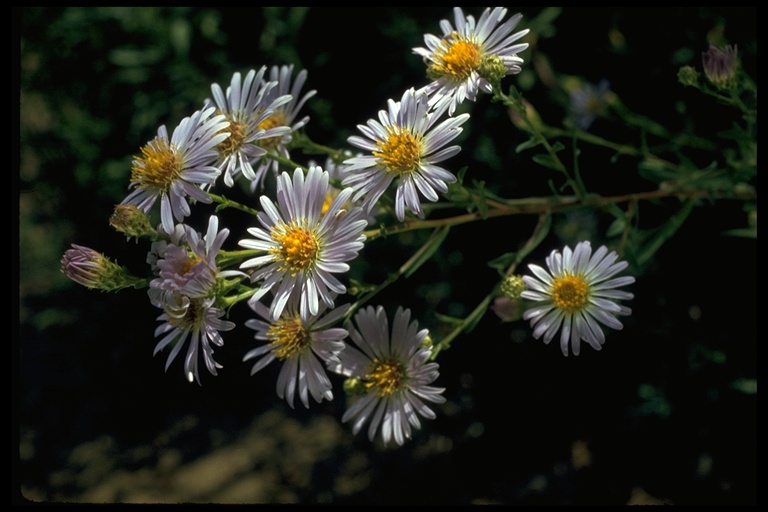 Aster subspicatus