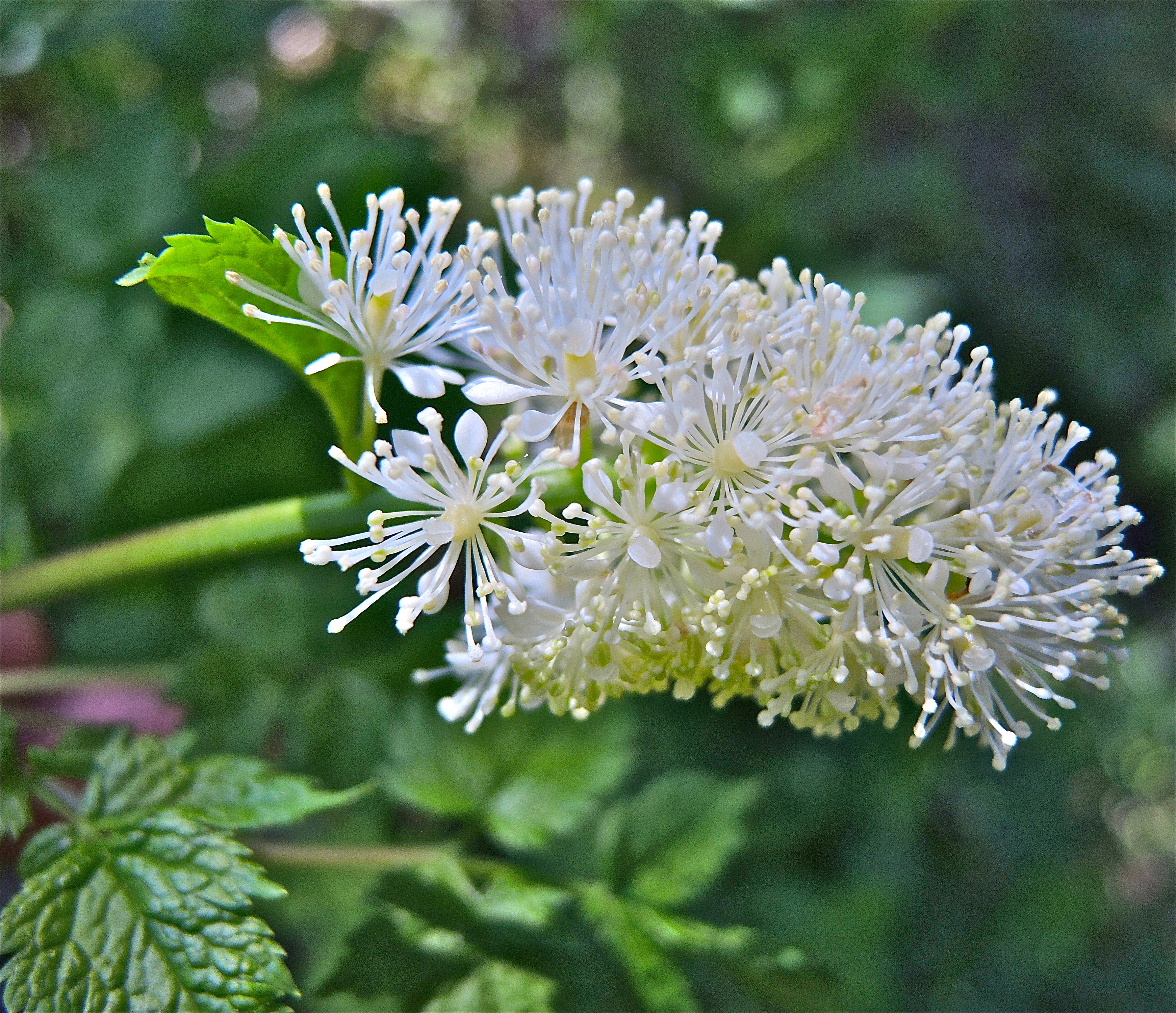 <i>Actaea rubra</i>; Baneberry