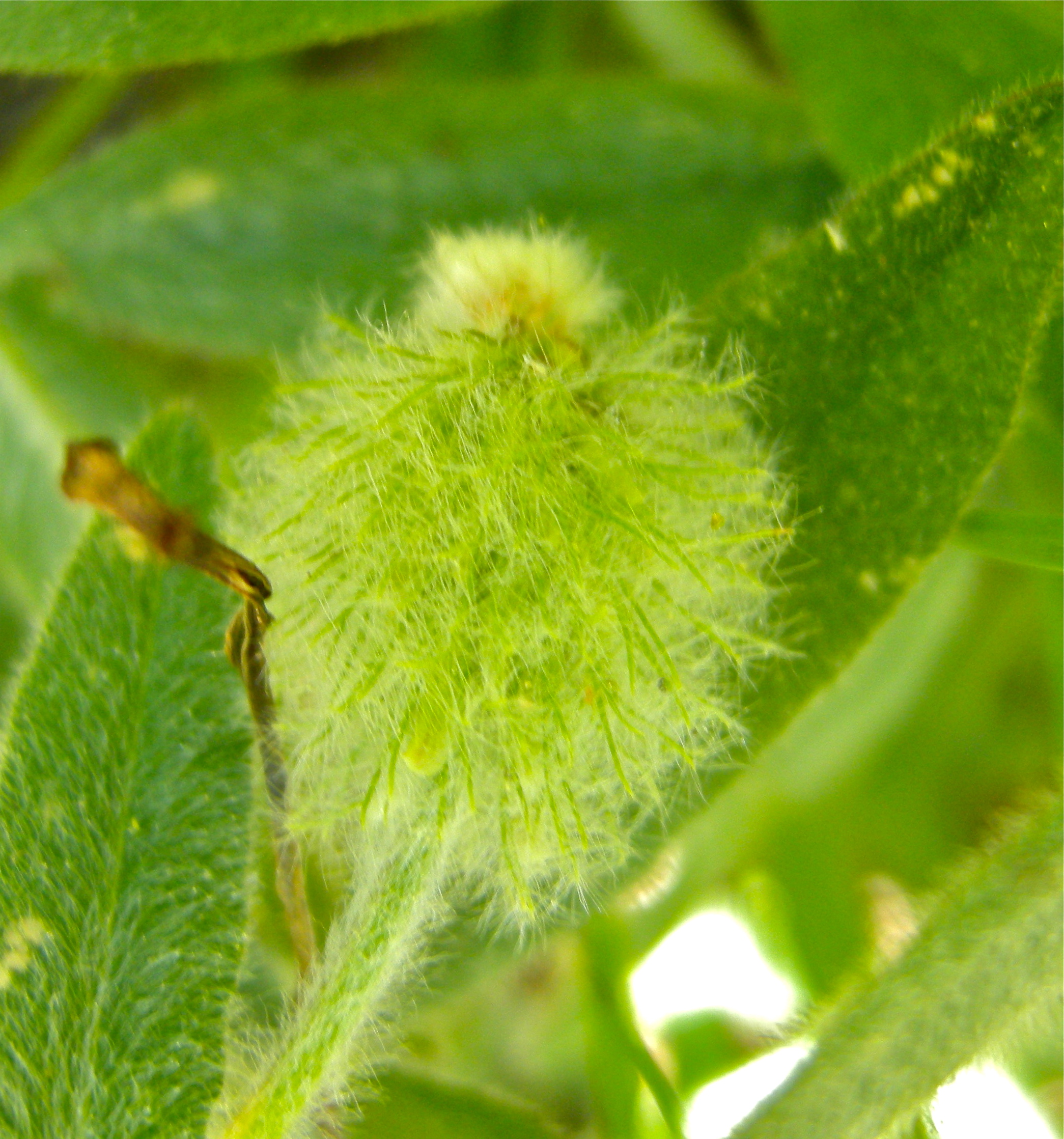 <i>Trifolium eriocephalum ssp. eriocephalum</i>