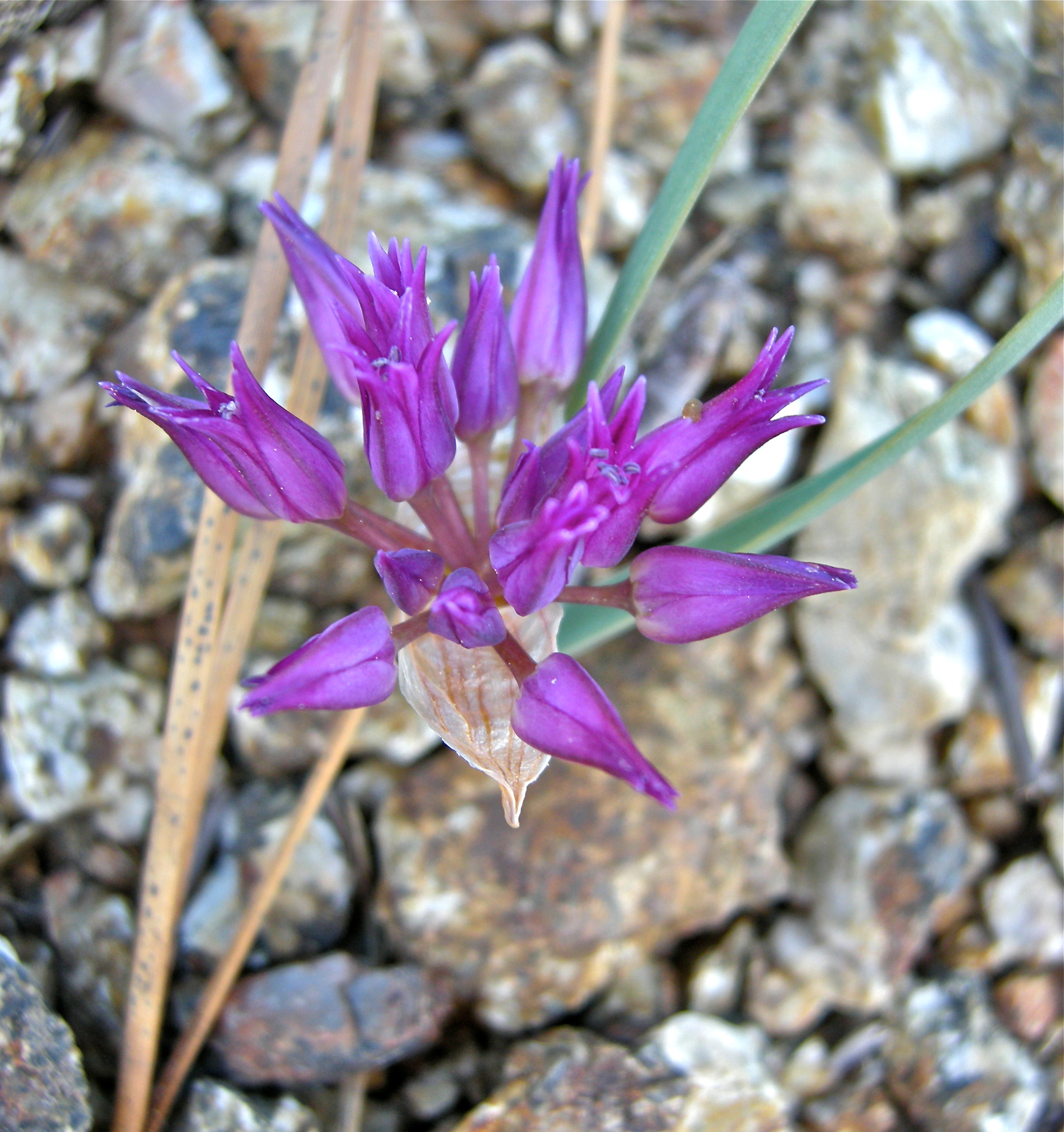 <i>Allium bolanderi</i>