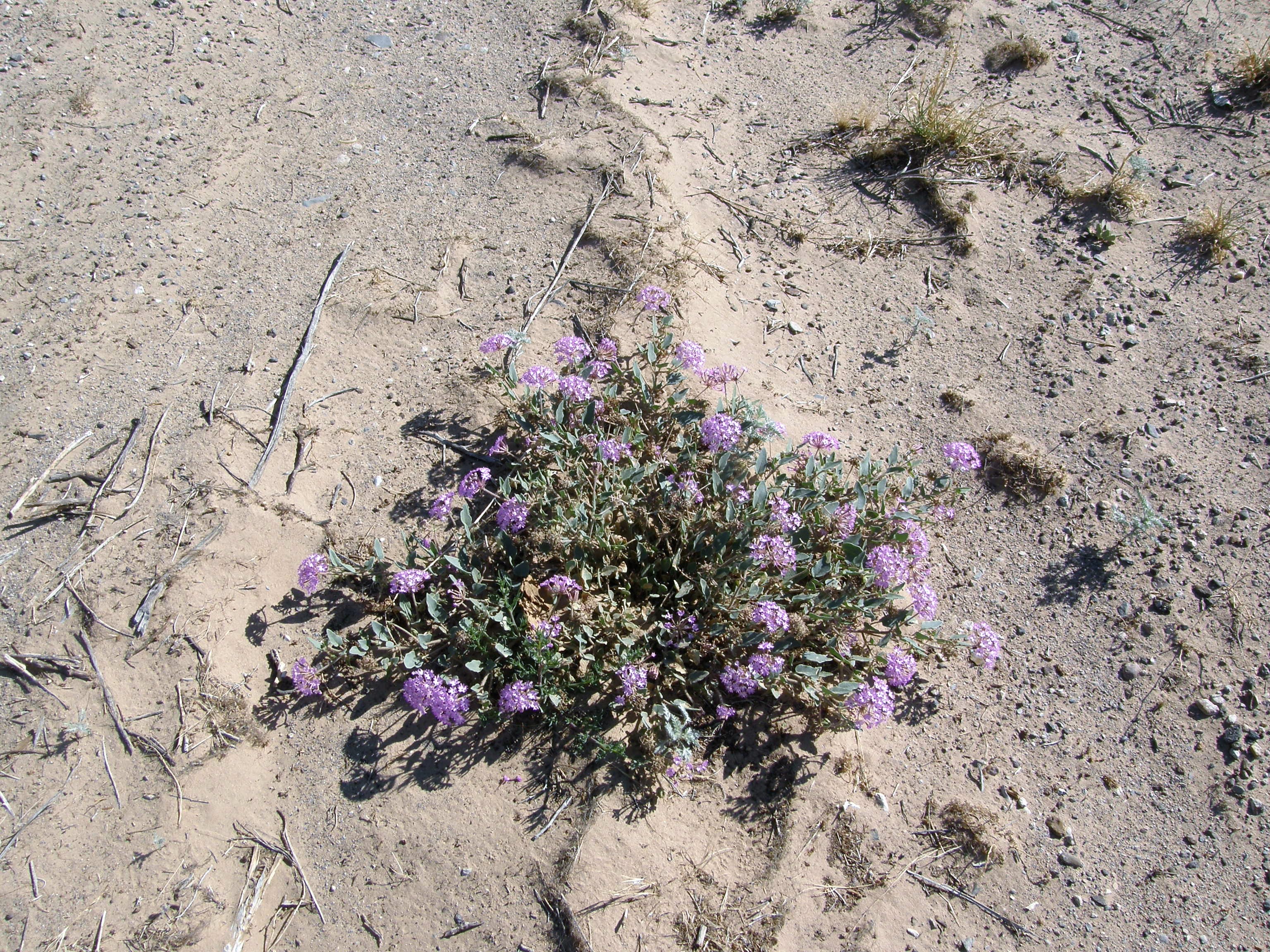 <i>Abronia angustifolia</i>; Purple Sand Verbena