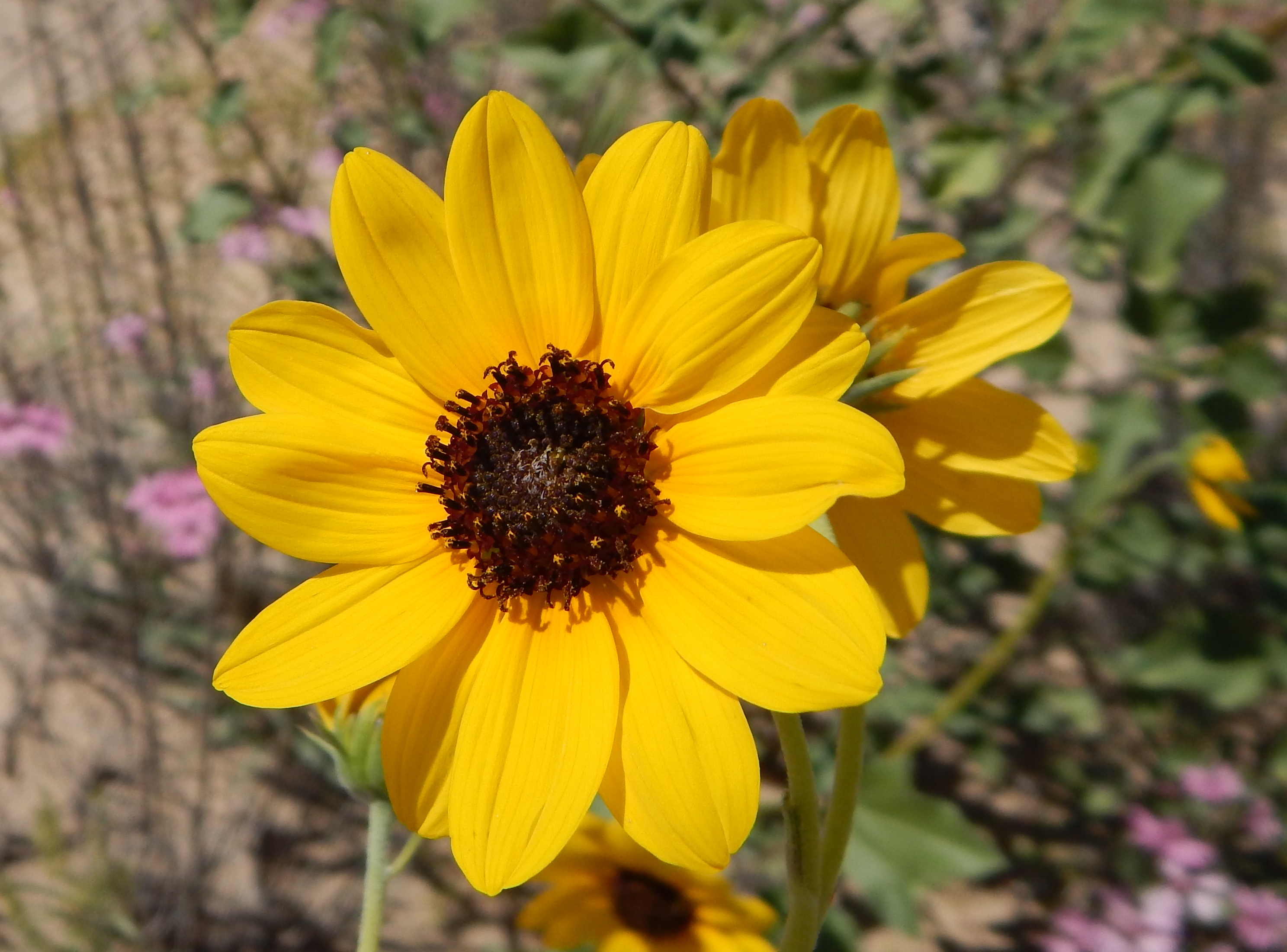 <i>Helianthus petiolaris</i>; Prairie Sunflower