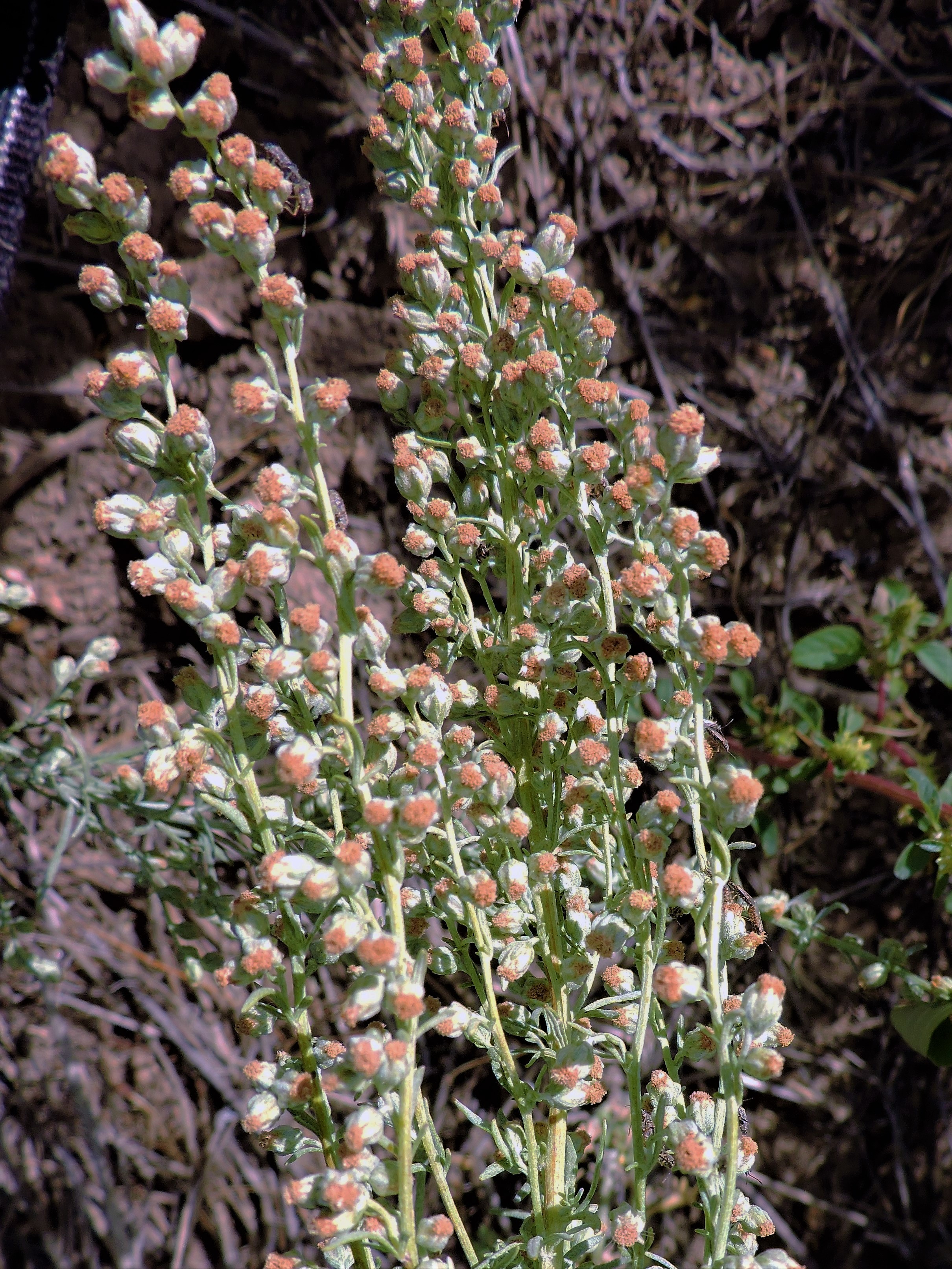<i>Artemisia ludoviciana ssp. albula</i>; White Sagebrush