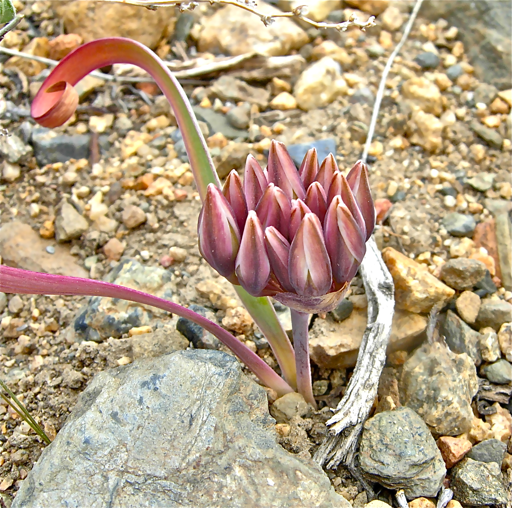 <i>Allium parvum</i>