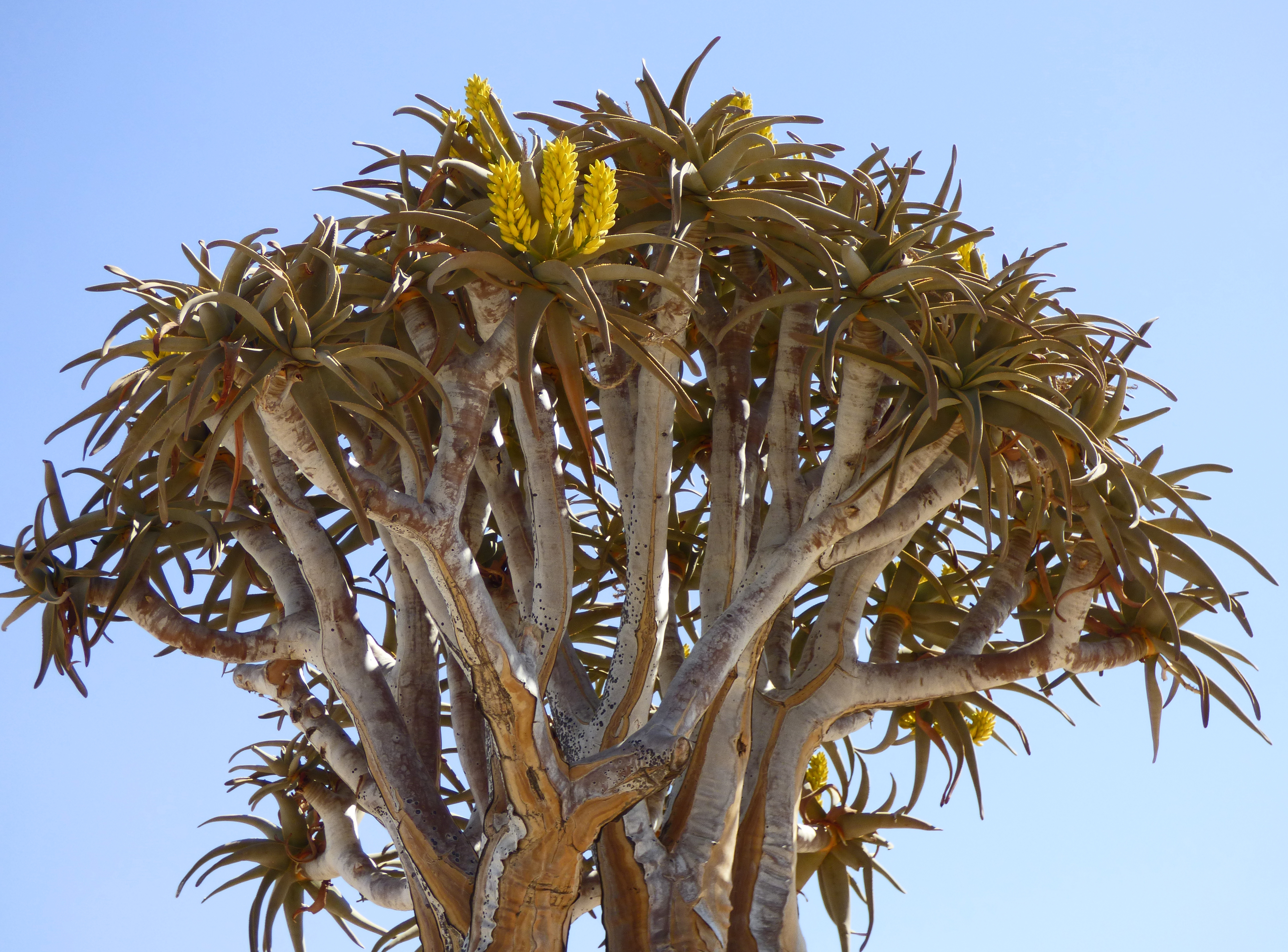 <i>Aloidendron dichotomum</i>; Quiver Tree