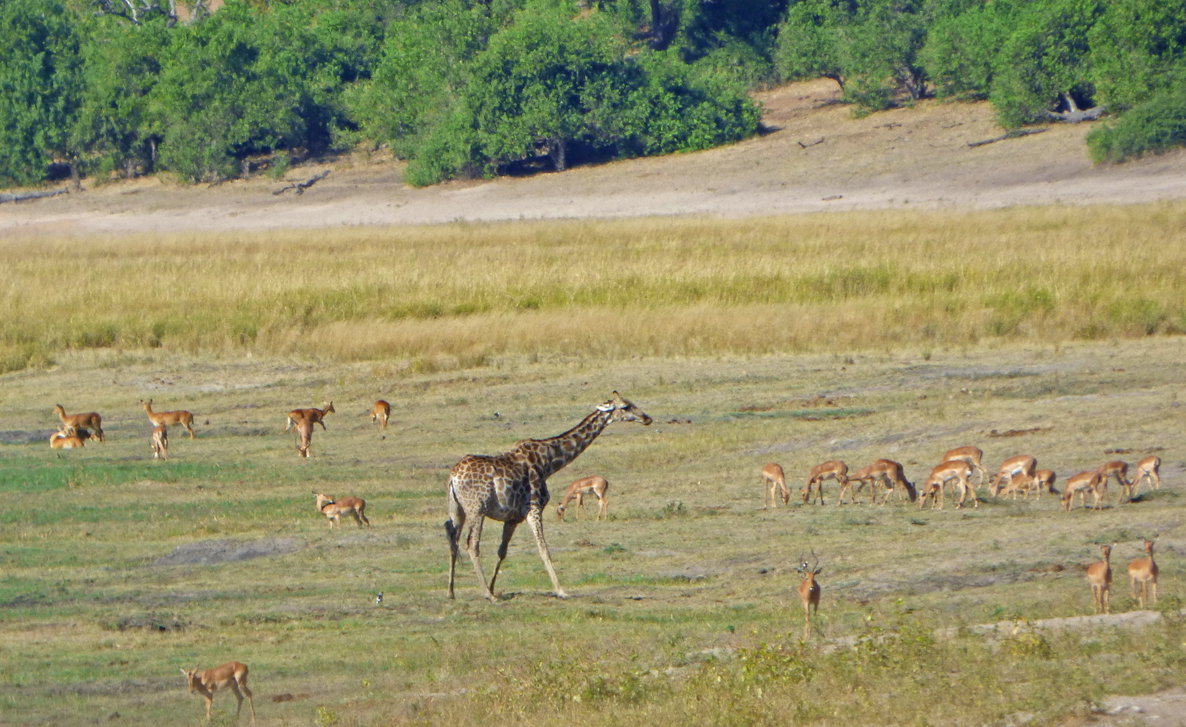 <i>Giraffa giraffa angolensis</i>; Angolan Giraffe; <small>(shown with <i><a href=/cgi/img_query?where-taxon=Aepyceras+melampus+melampus&title_tag=Aepyceras+melampus+melampus>Aepyceras melampus melampus</a></i>)</small>