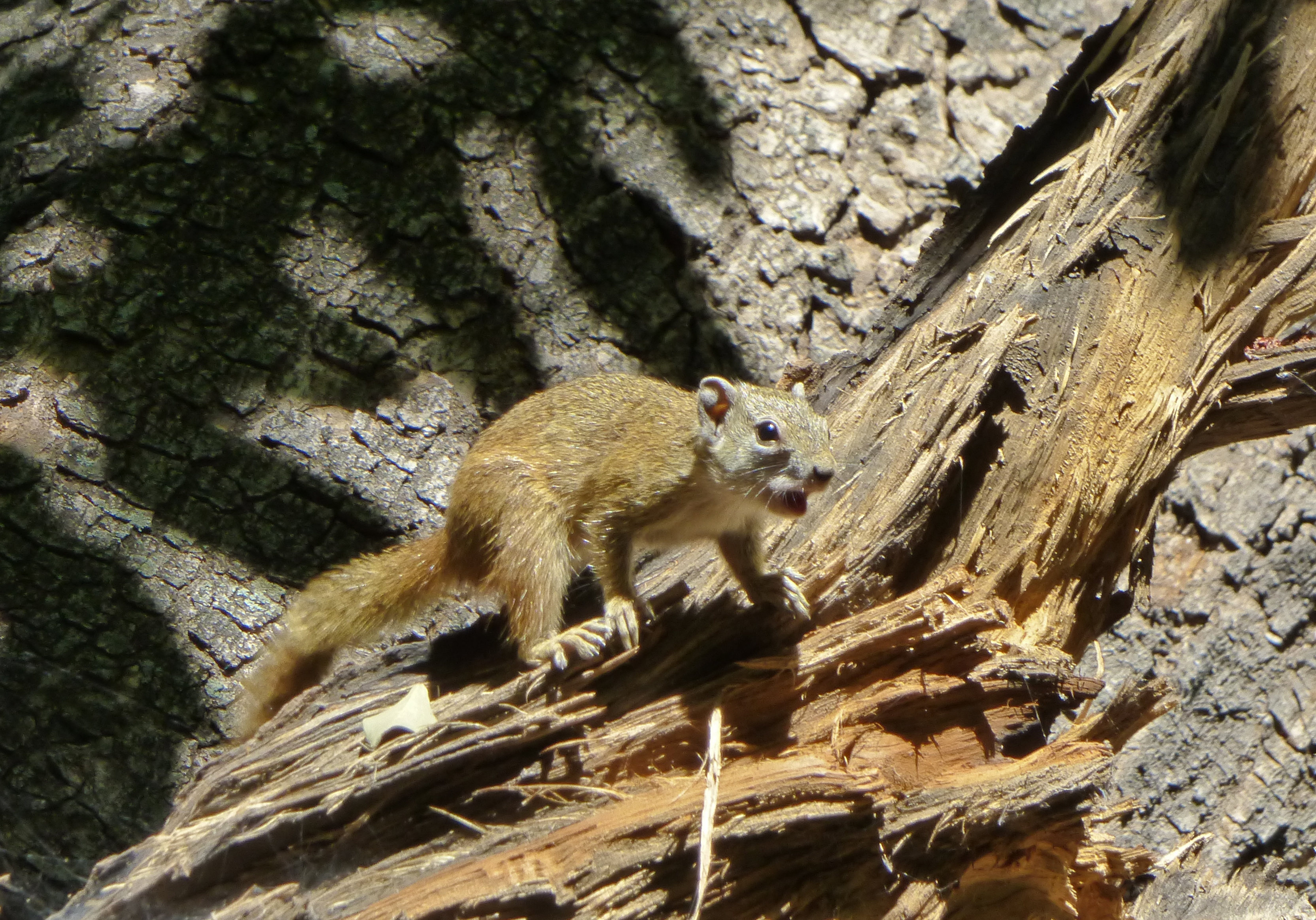 <i>Paraxerus cepapi</i>; Tree Squirrel