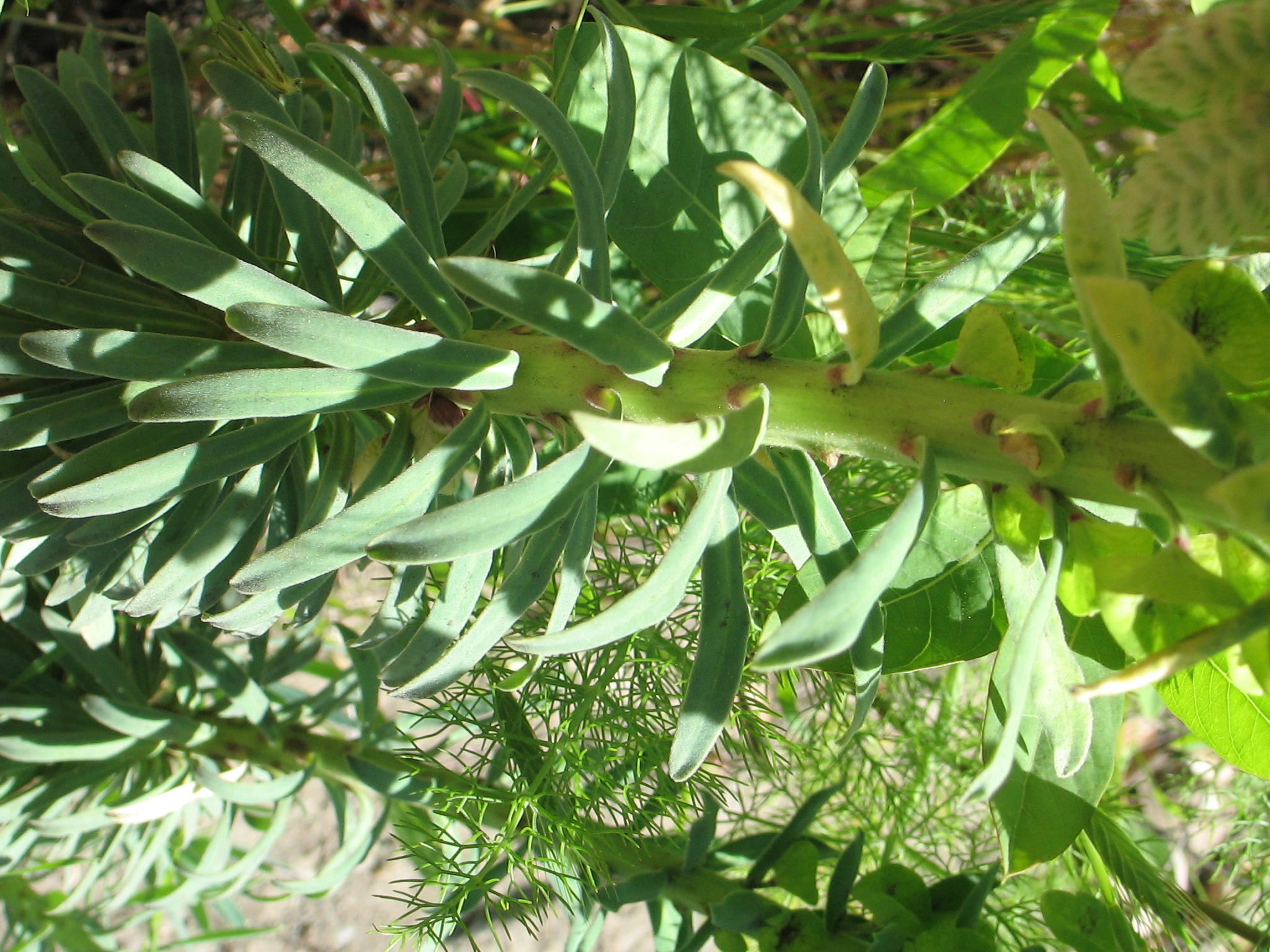<i>Euphorbia characias</i>