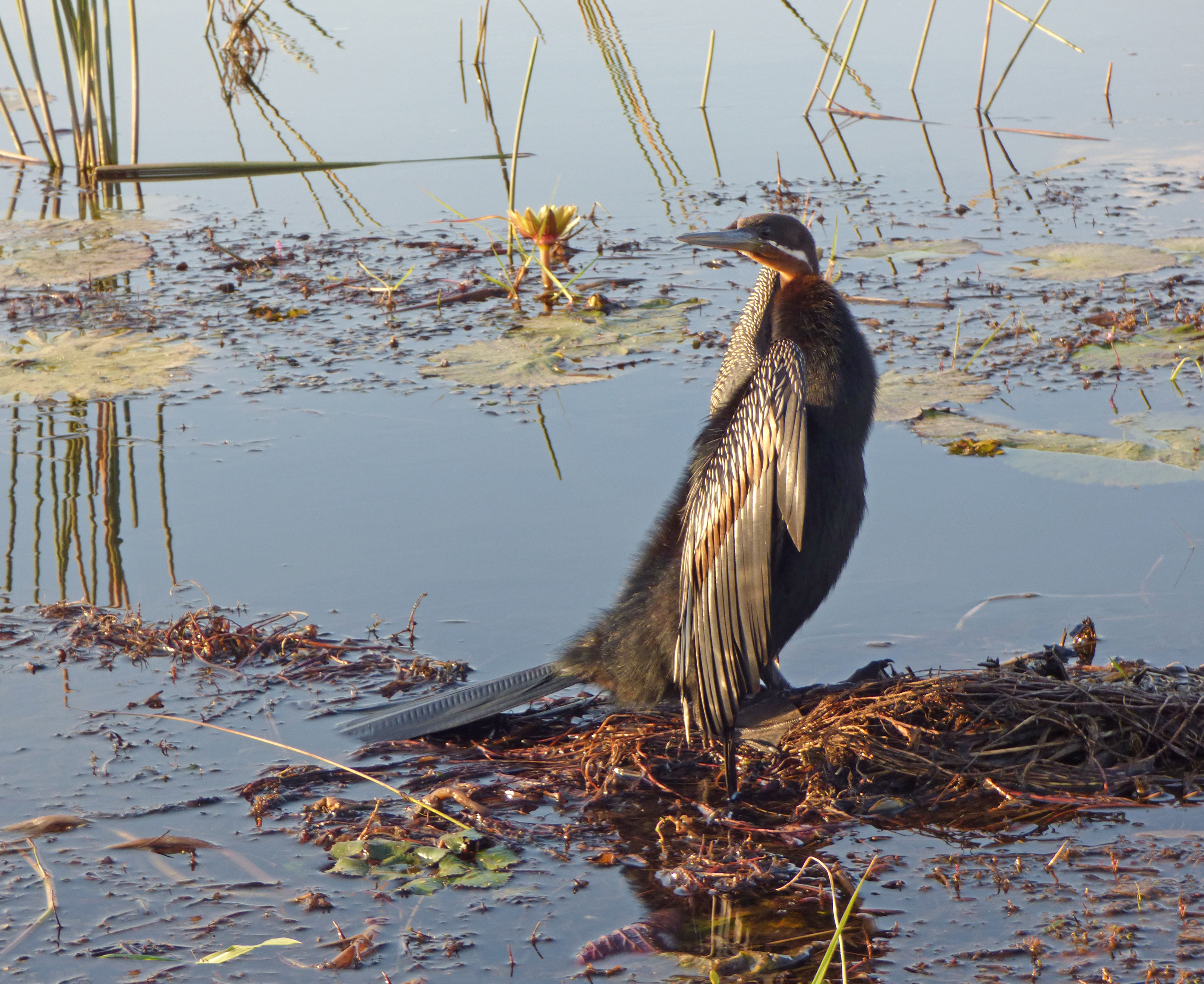 <i>Anhinga rufa</i>; African Darter; <small>(shown with <i><a href=/cgi/img_query?where-taxon=Nymphaea+nouchali&title_tag=Nymphaea+nouchali>Nymphaea nouchali</a></i>)</small>