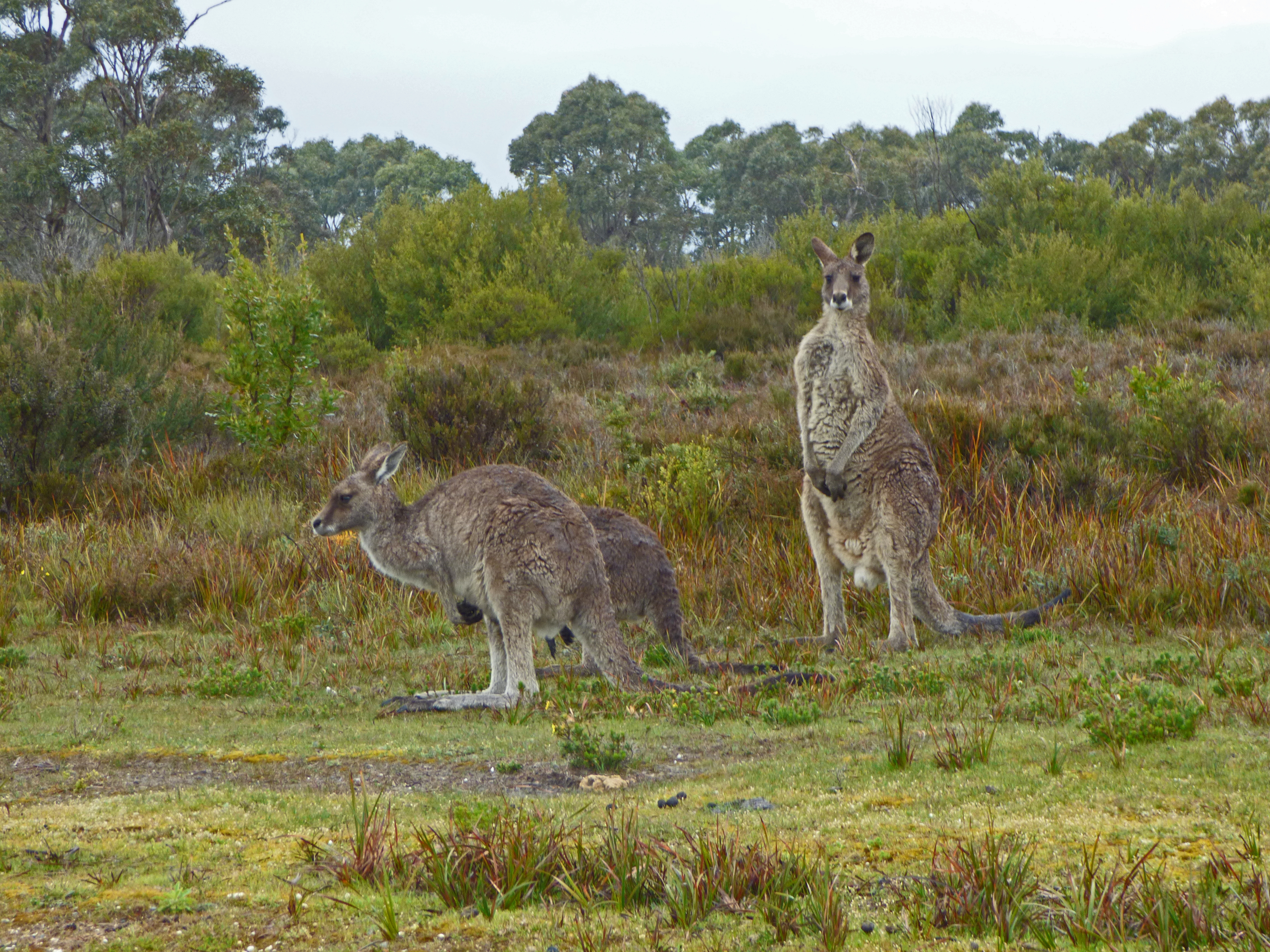 <i>Macropus giganteus</i>; Eastern Grey Kangaroo