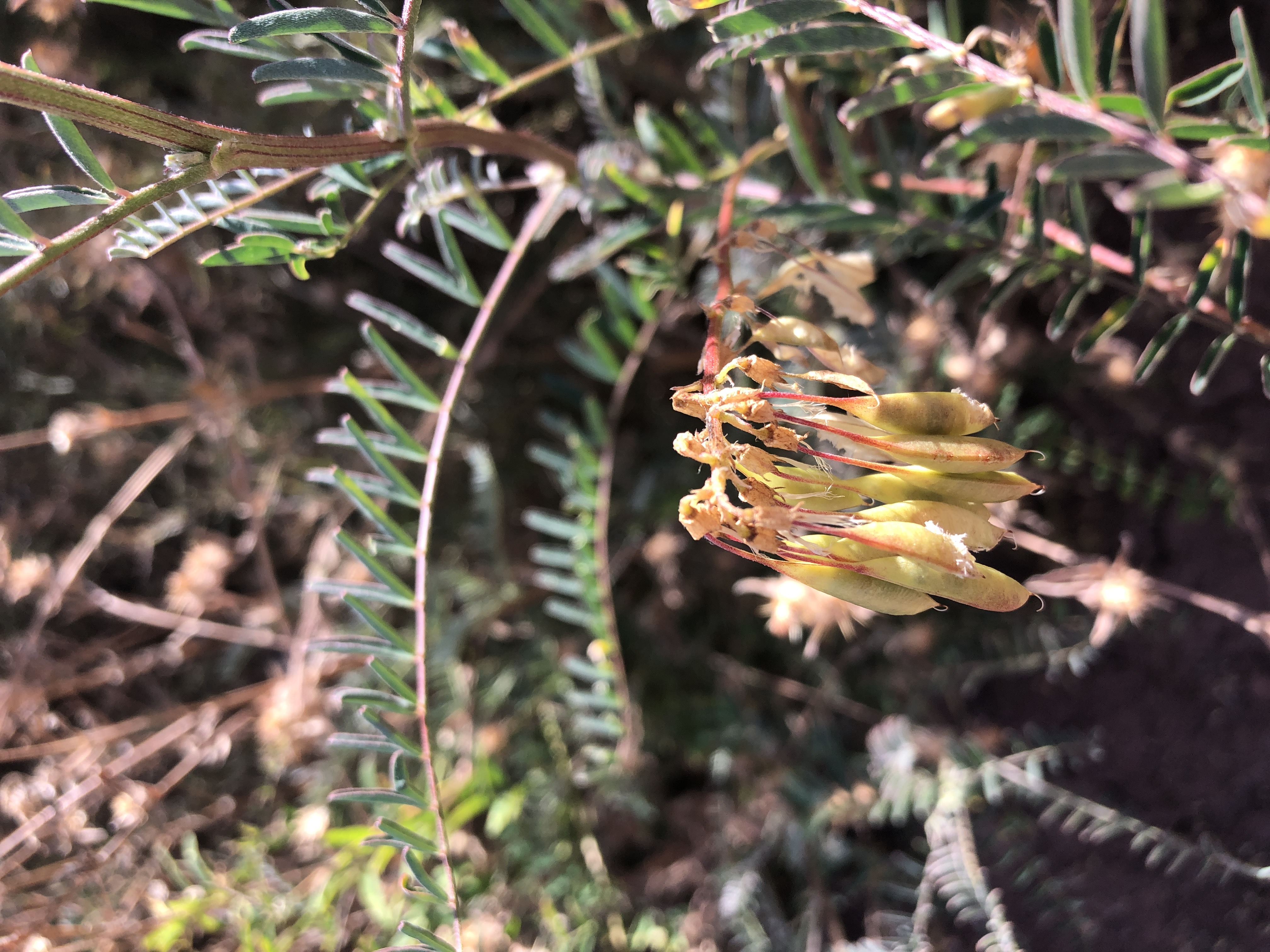 <i>Astragalus trichopodus</i>; Santa Barbara Milkvetch