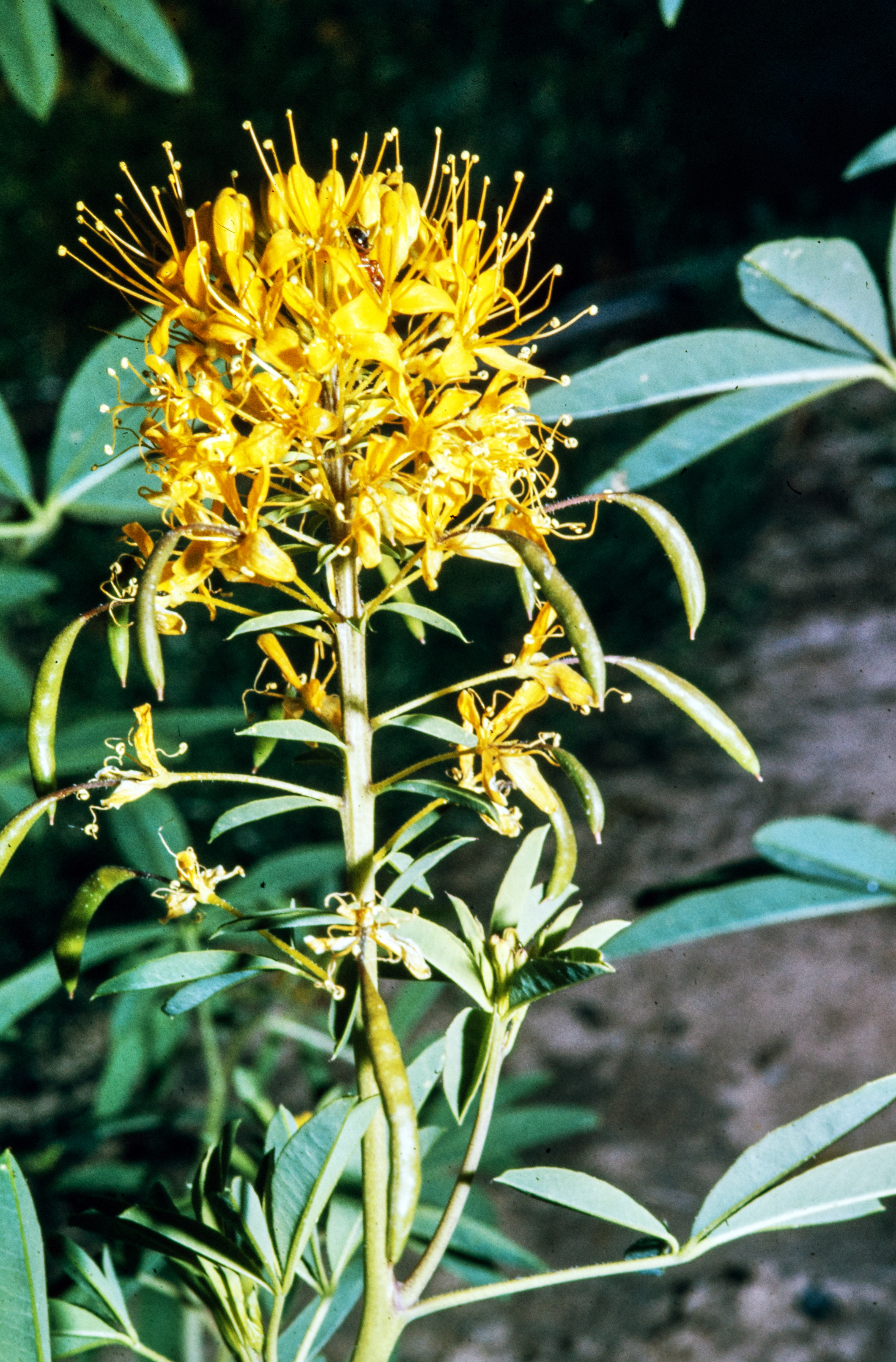 <i>Cleomella lutea</i>; Yellow Bee Plant