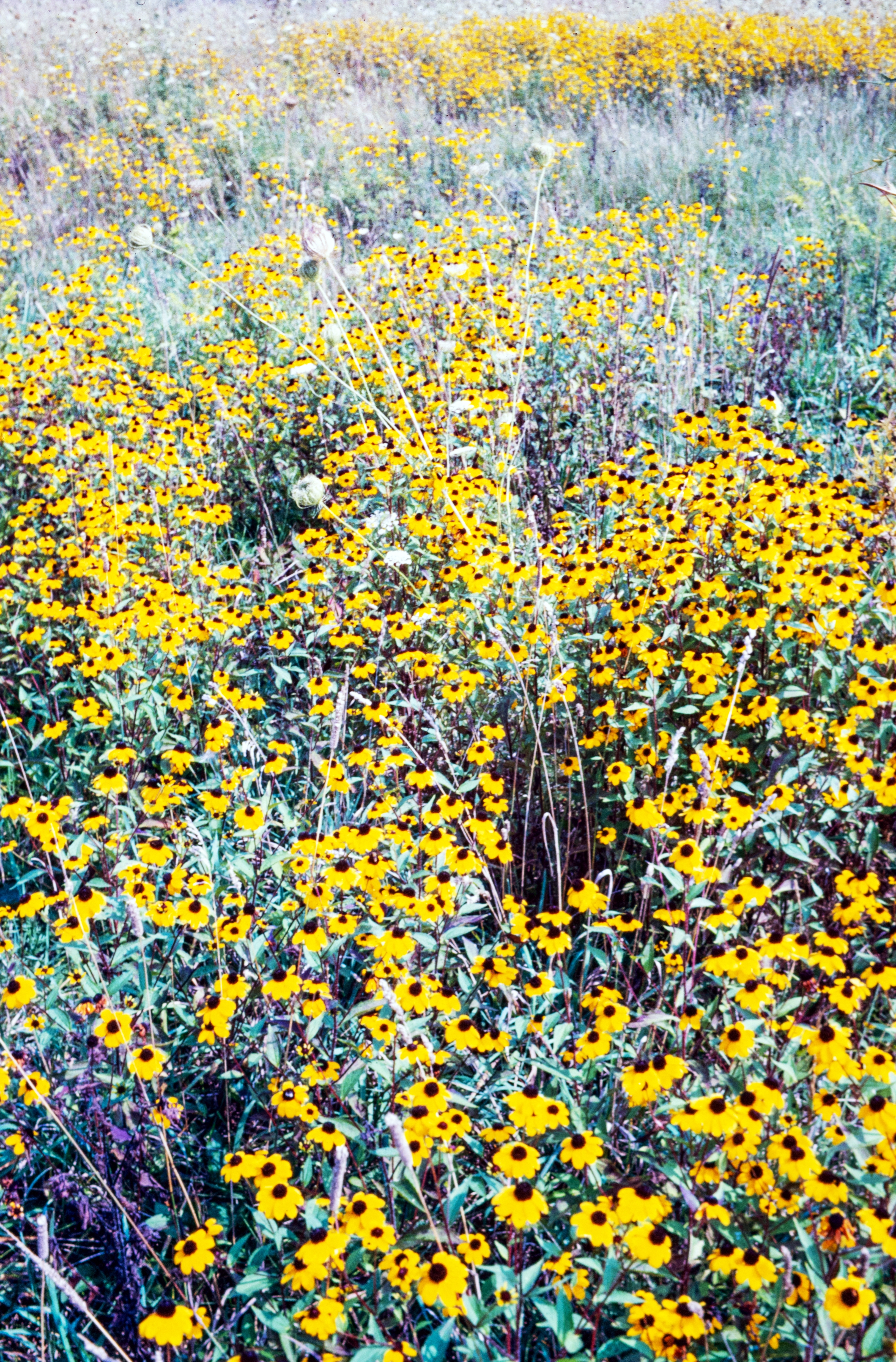 <i>Rudbeckia triloba</i>; Brown-eyed Susan; <small>(shown with <i><a href=/cgi/img_query?where-taxon=Lophiola+aurea&title_tag=Lophiola+aurea>Lophiola aurea</a></i>)</small>
