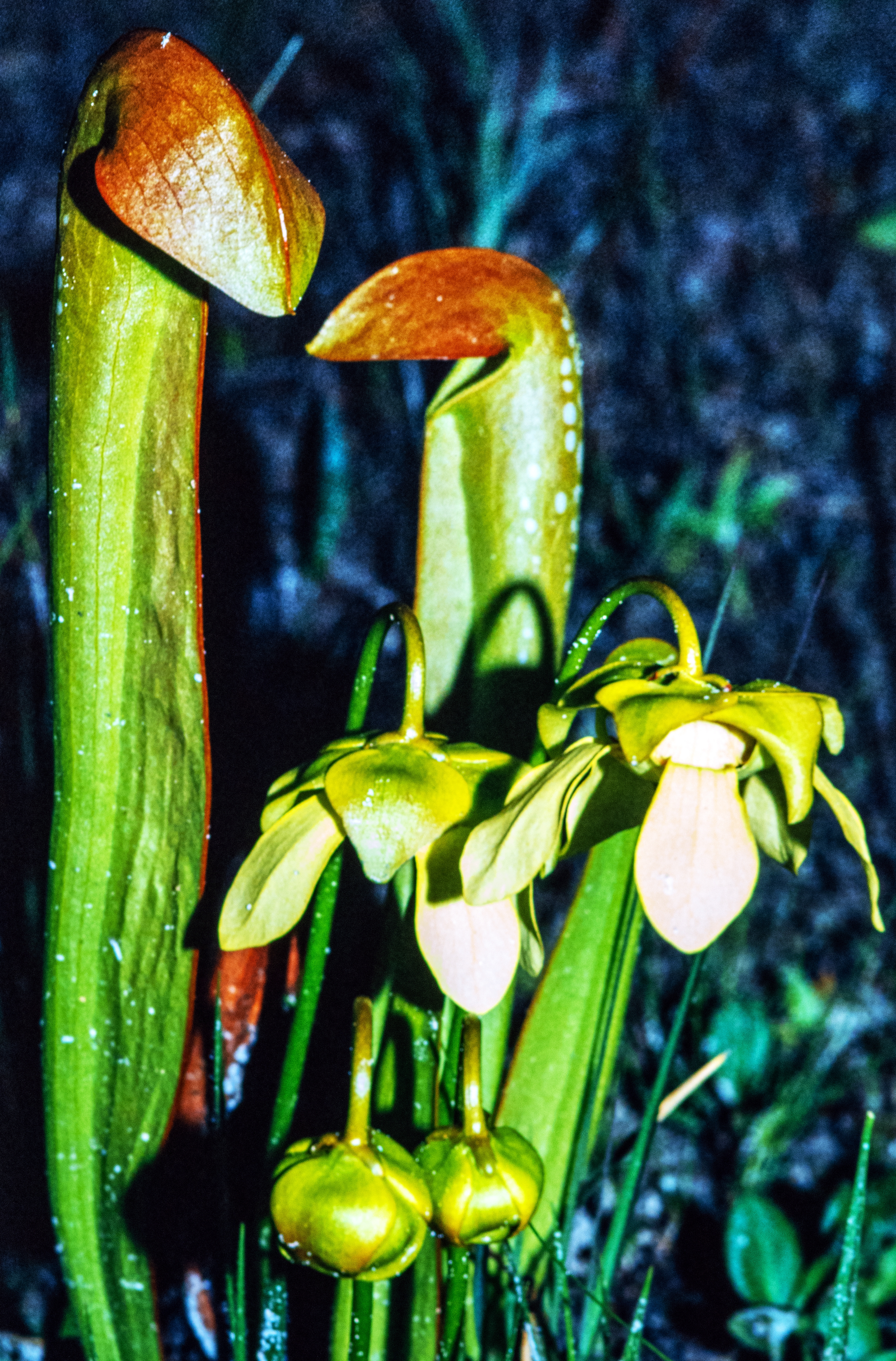 <i>Sarracenia minor</i>; Hooded Pitcher Plant