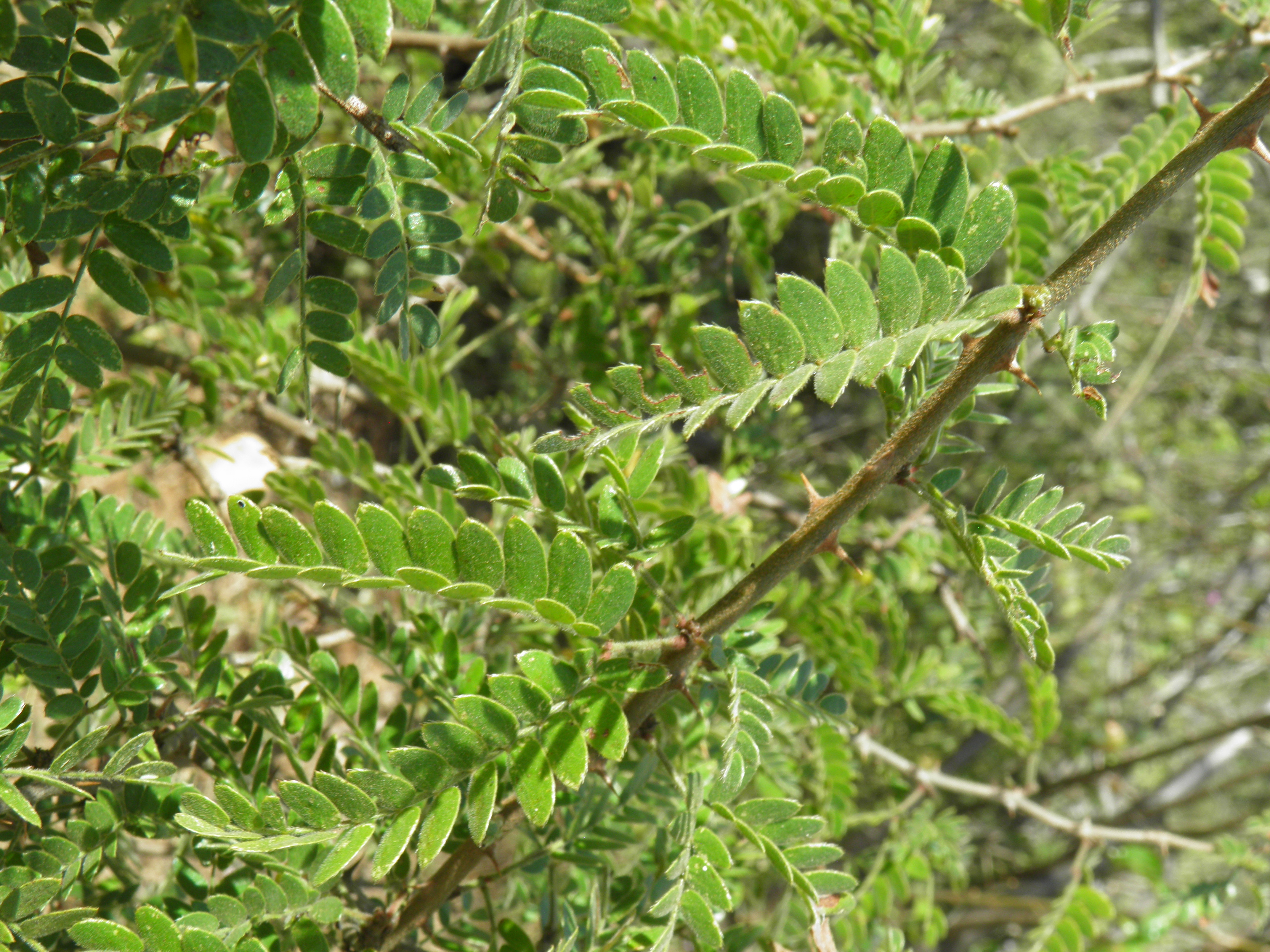 <i>Mimosa tricephala var. xanti</i>; Xantus Mimosa, Celosa