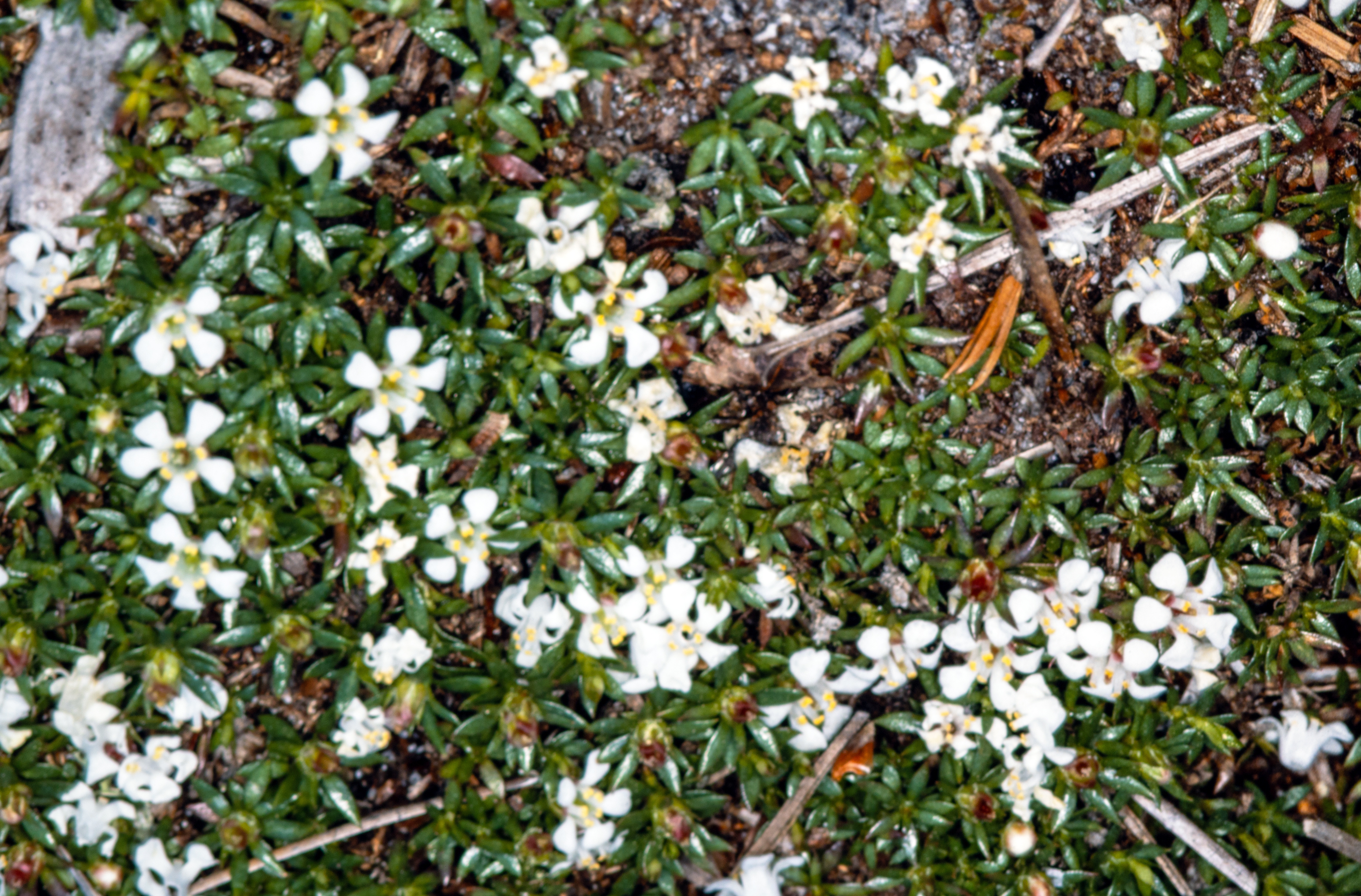 <i>Pyxidanthera barbulata</i>; Flowering Pixiemoss