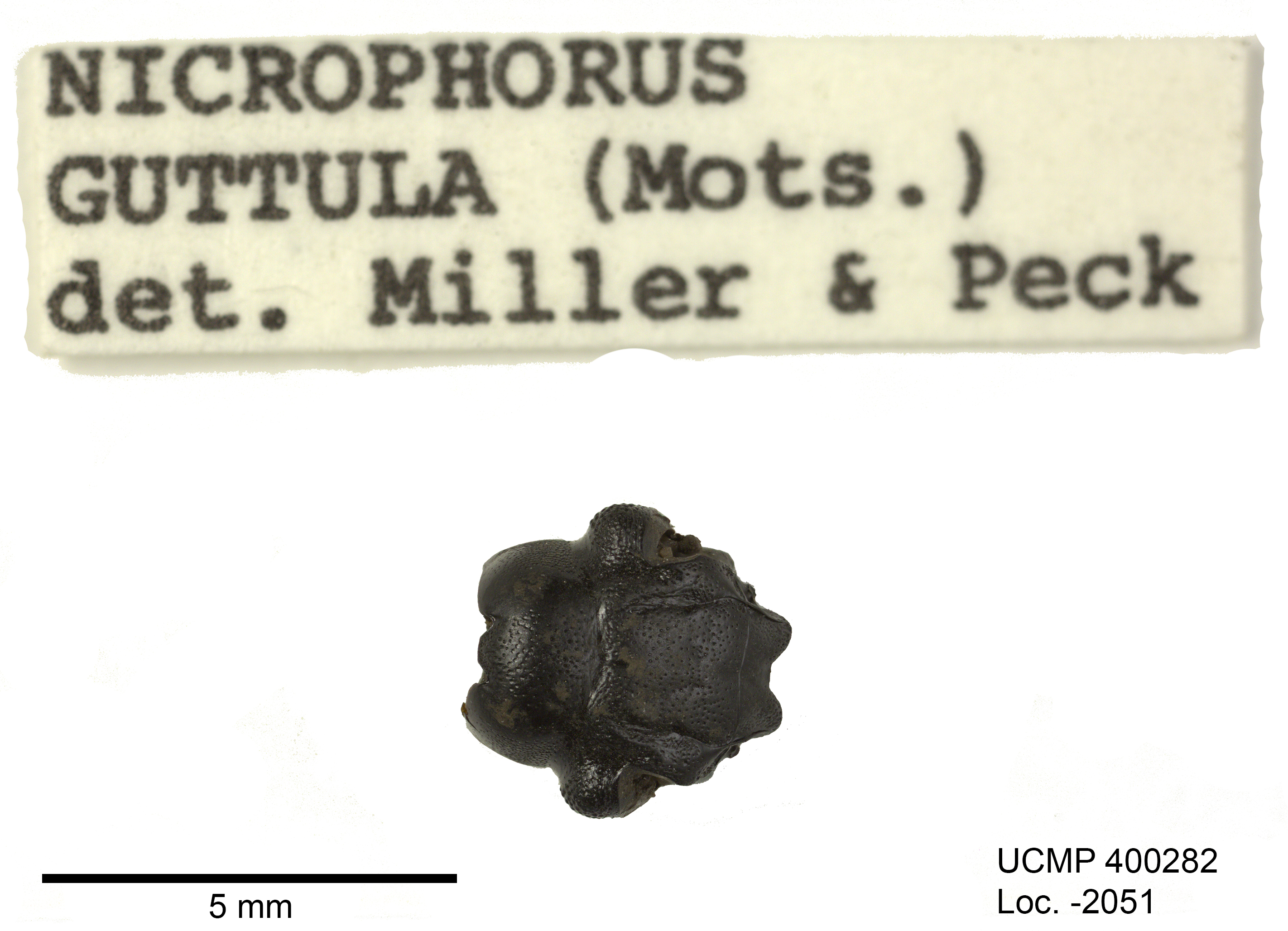 <i>Nicrophorus guttula</i>