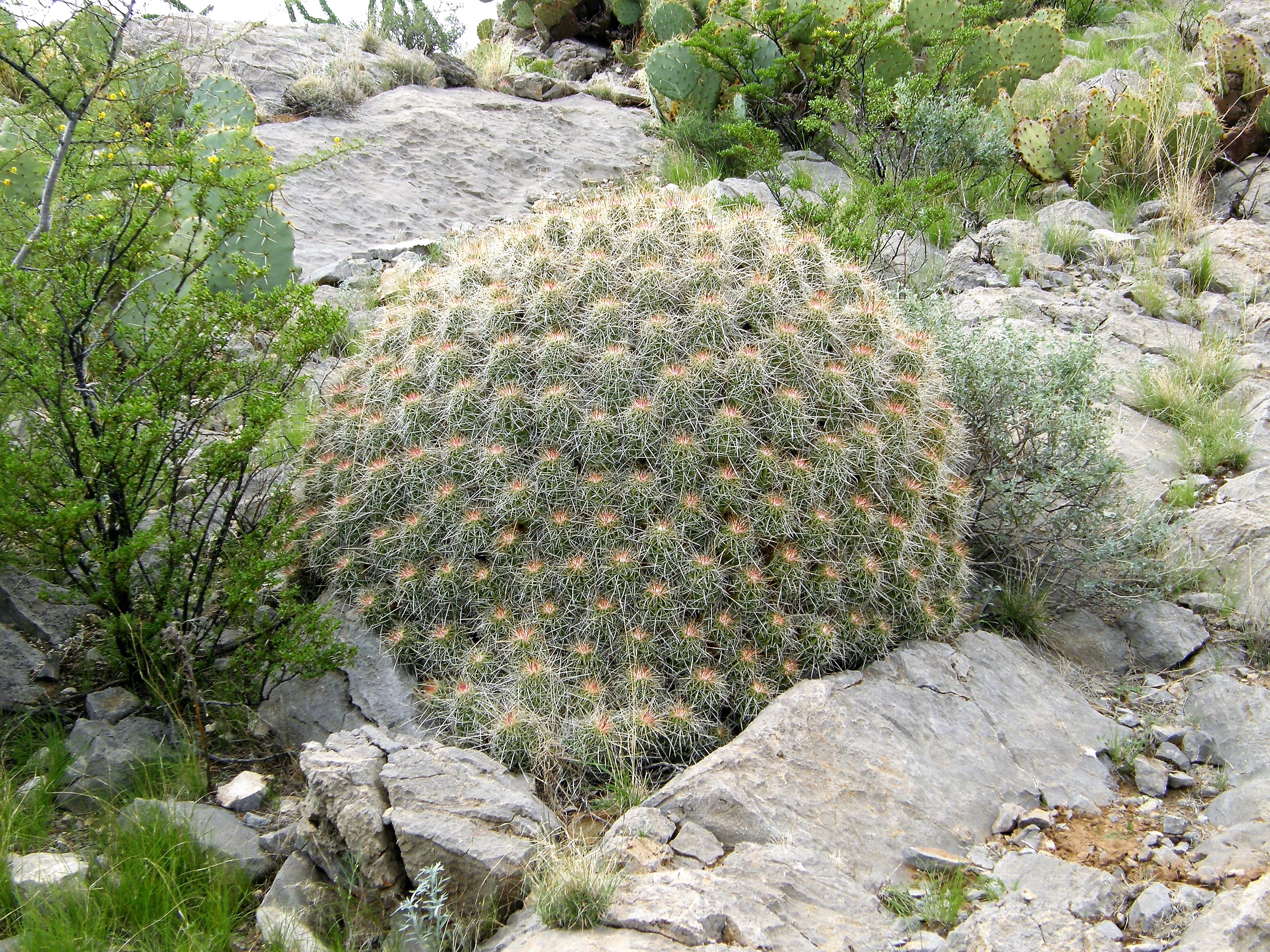 <i>Echinocereus stramineus</i>; Strawberry Cactus