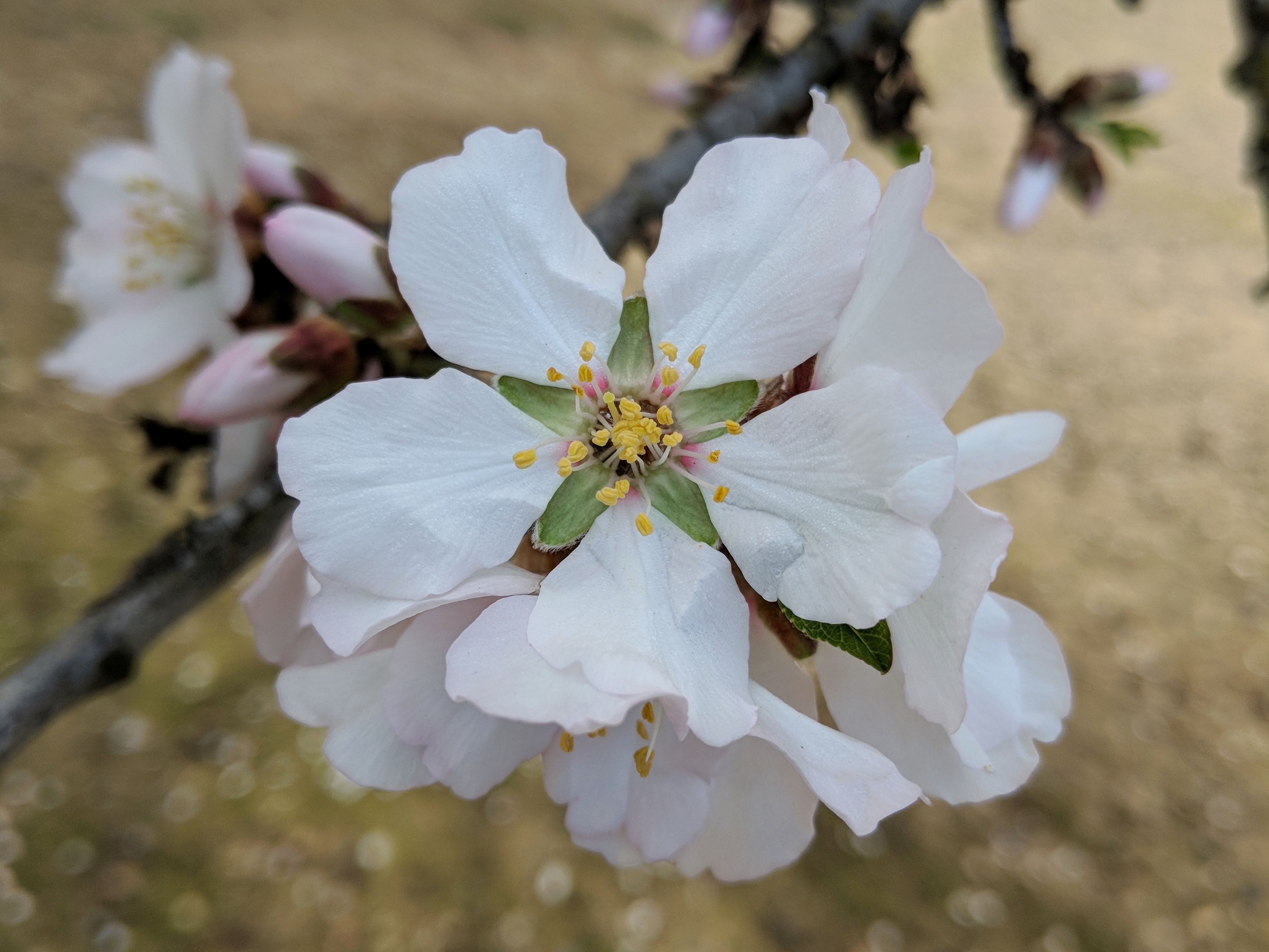 <i>Prunus dulcis</i>; Almond