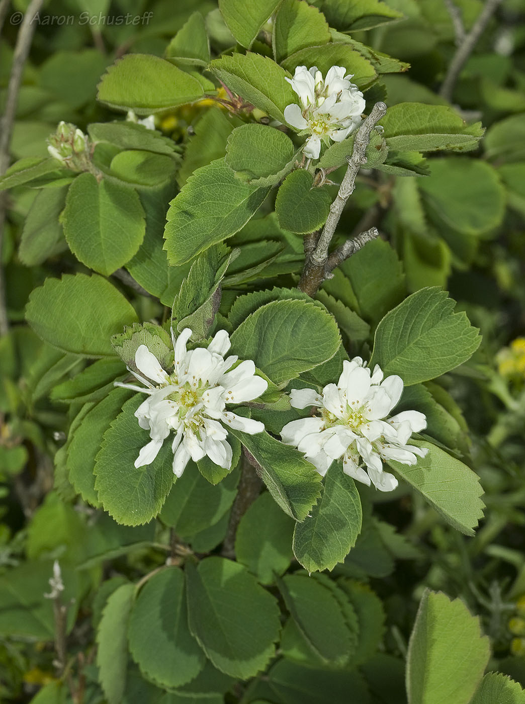 <i>Amelanchier utahensis</i>; Pale Leaved Serviceberry