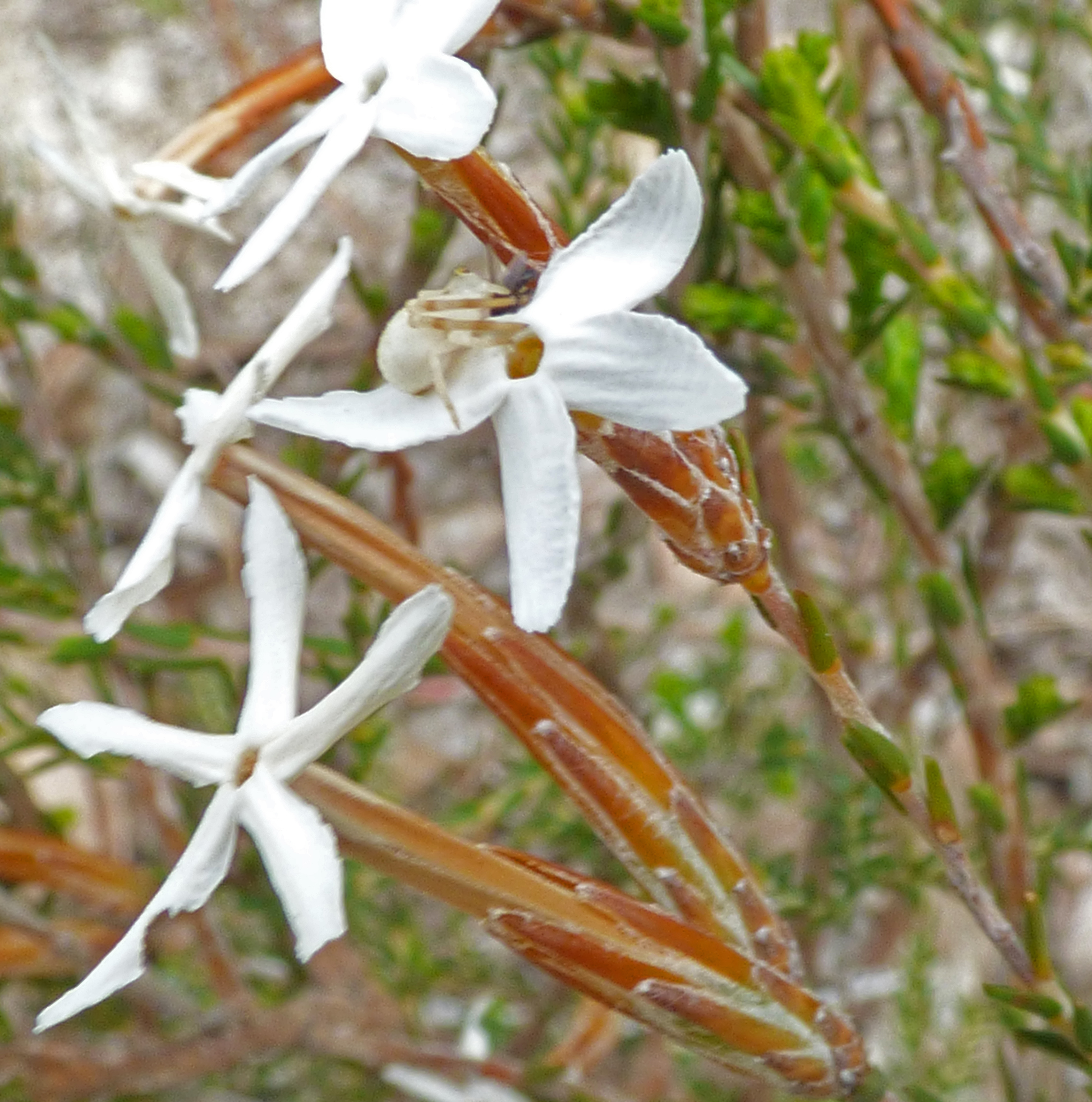 <i>Lysinema ciliatum</i>; Curry Flower; <small>(shown with <i><a href=/cgi/img_query?where-taxon=Unknown+crab+spider&title_tag=Unknown+crab+spider>Unknown crab spider</a></i>)</small>