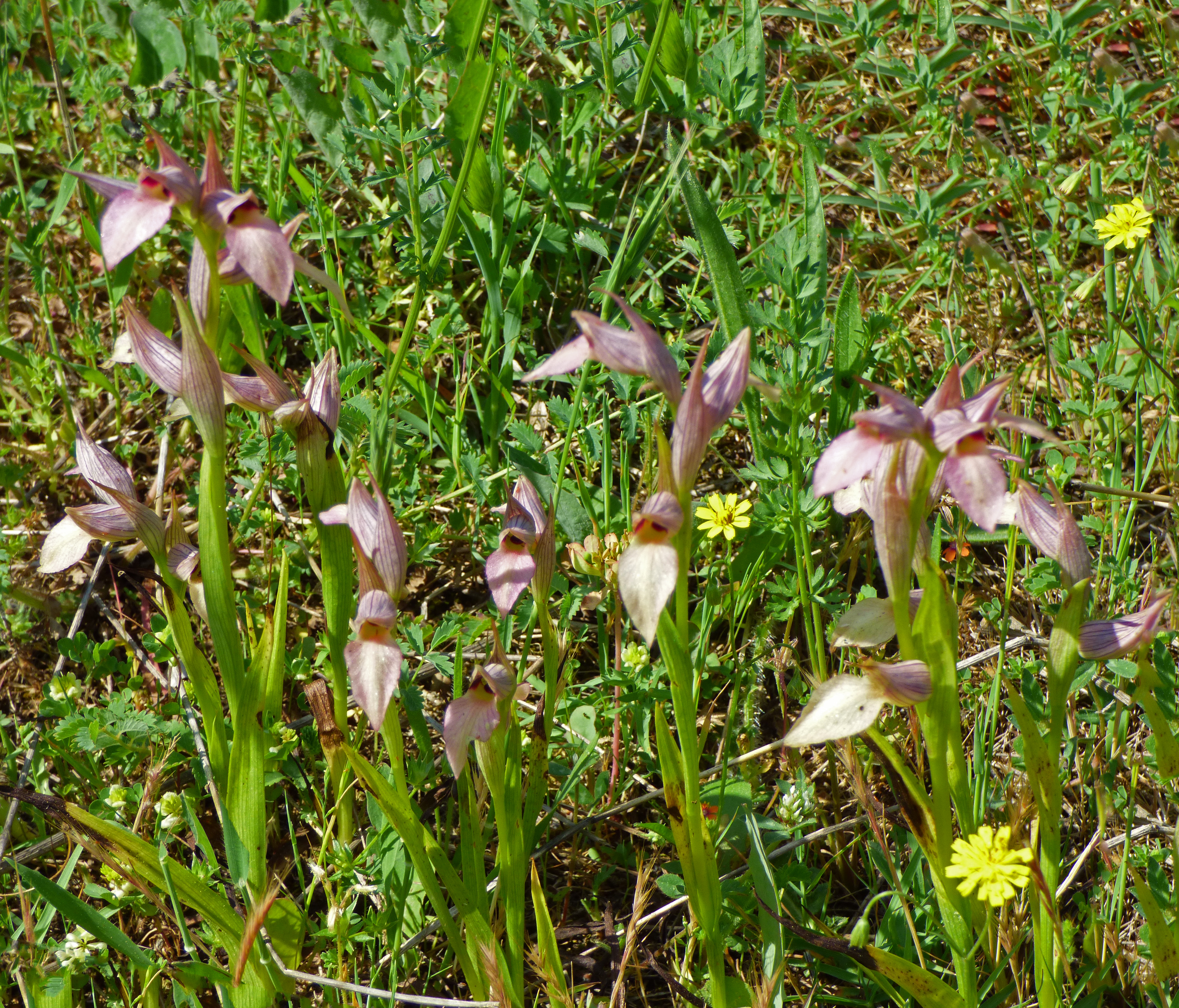 <i>Serapias lingua</i>; Tongue-orchid