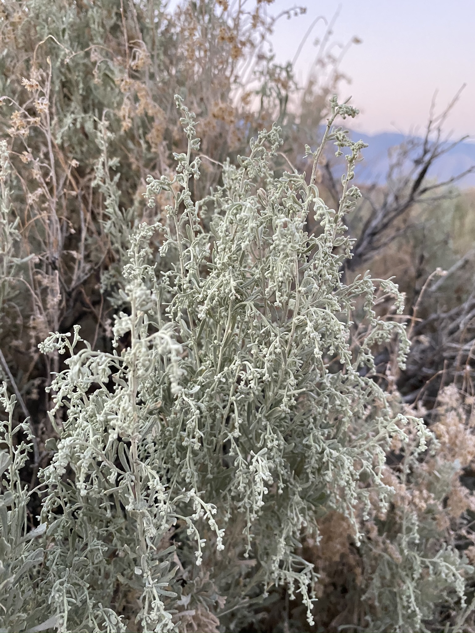 <i>Artemisia tridentata ssp. parishii</i>
