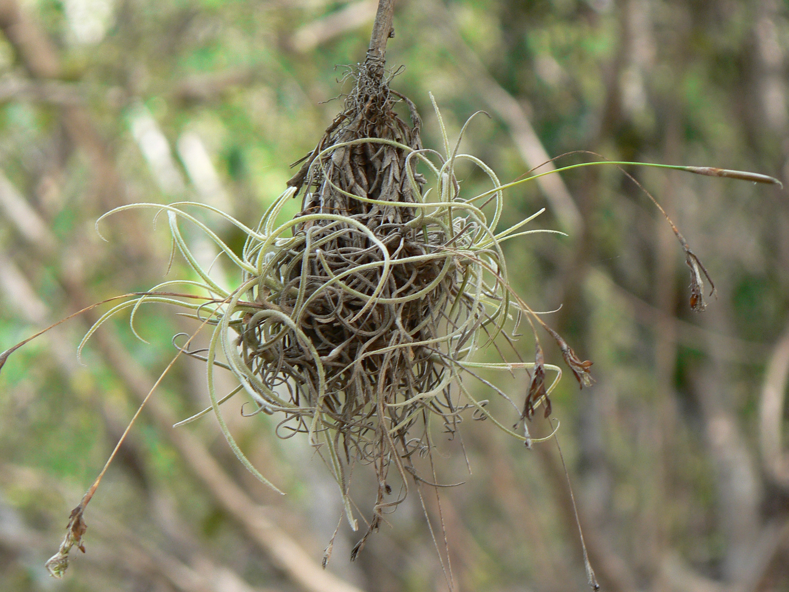 <i>Tillandsia recurvata</i>; Ball Moss