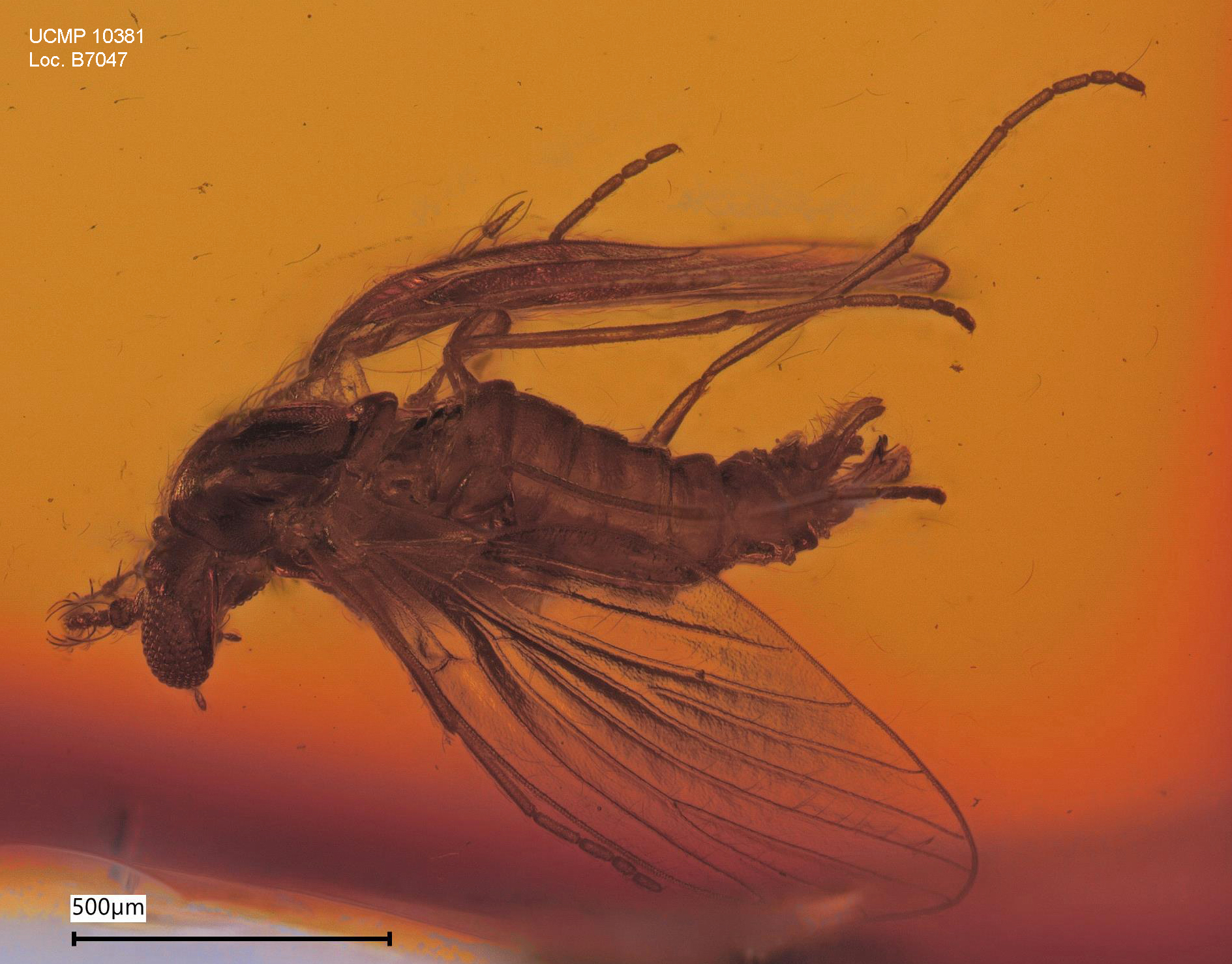 <i>Trichomyia richardi</i>