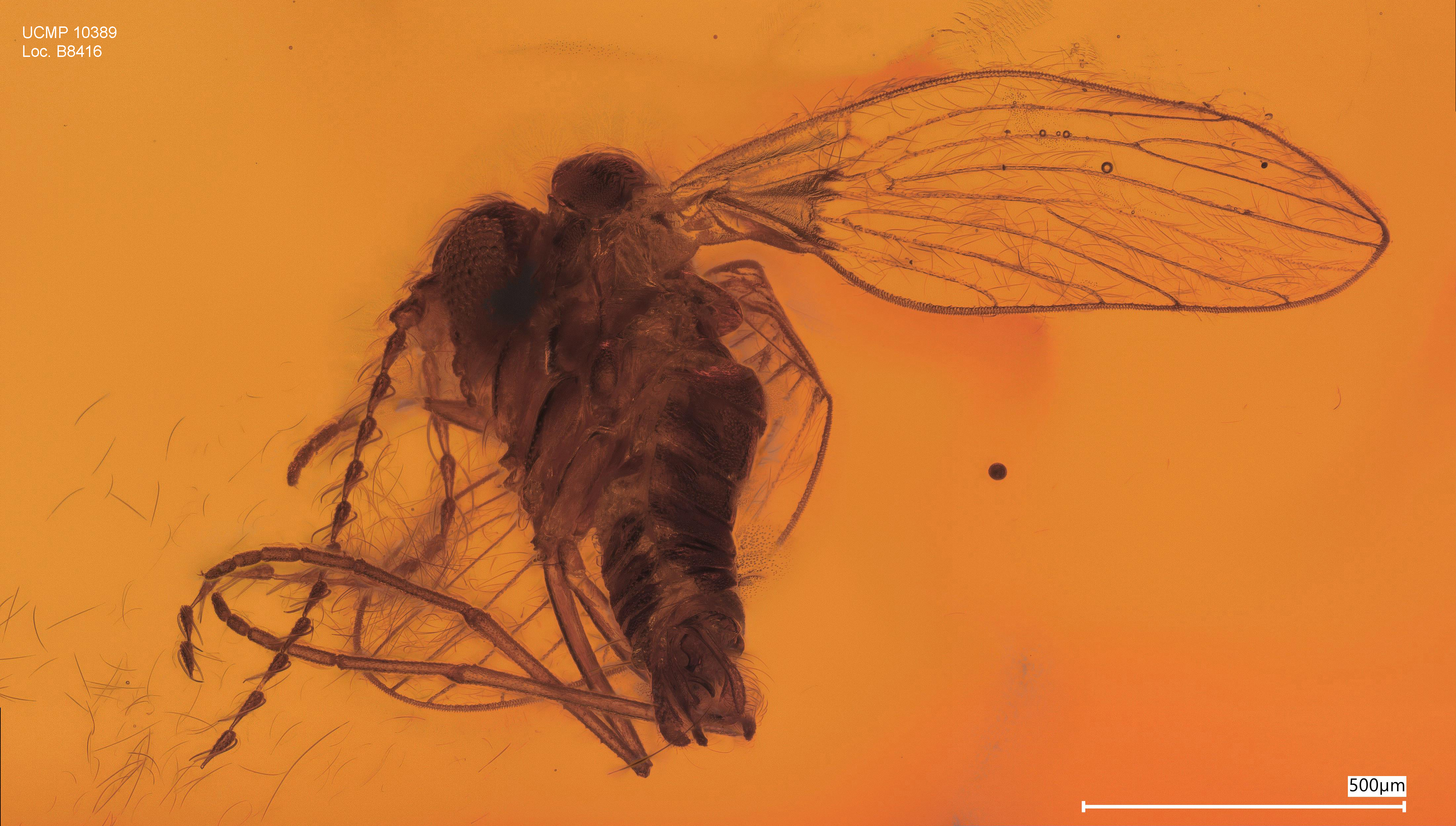 <i>Trichomyia axeli</i>