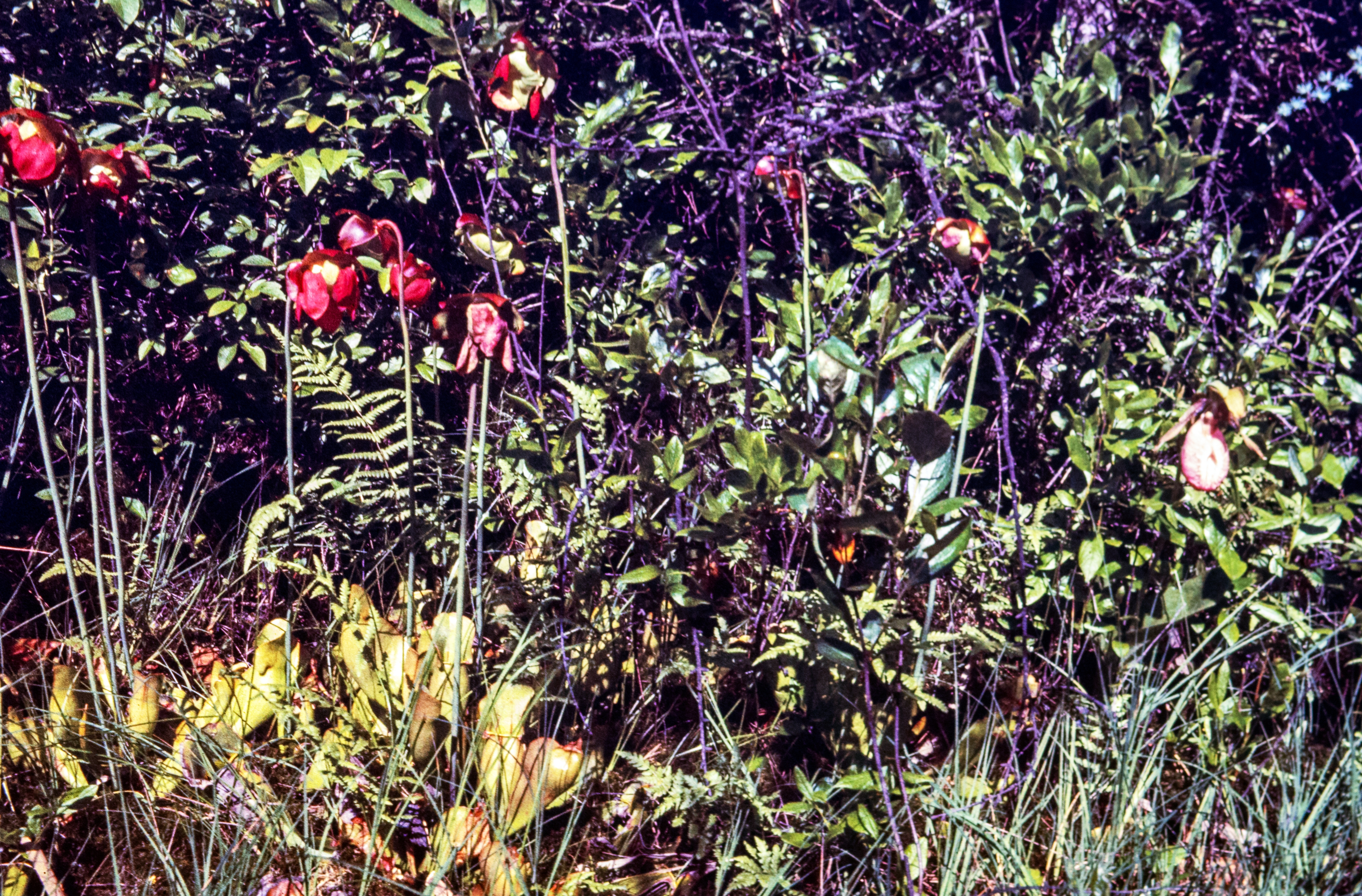<i>Sarracenia purpurea</i>; Purple Pitcher Plant; <small>(shown with <i><a href=/cgi/img_query?where-taxon=Cypripedium+acaule&title_tag=Cypripedium+acaule>Cypripedium acaule</a></i>)</small>