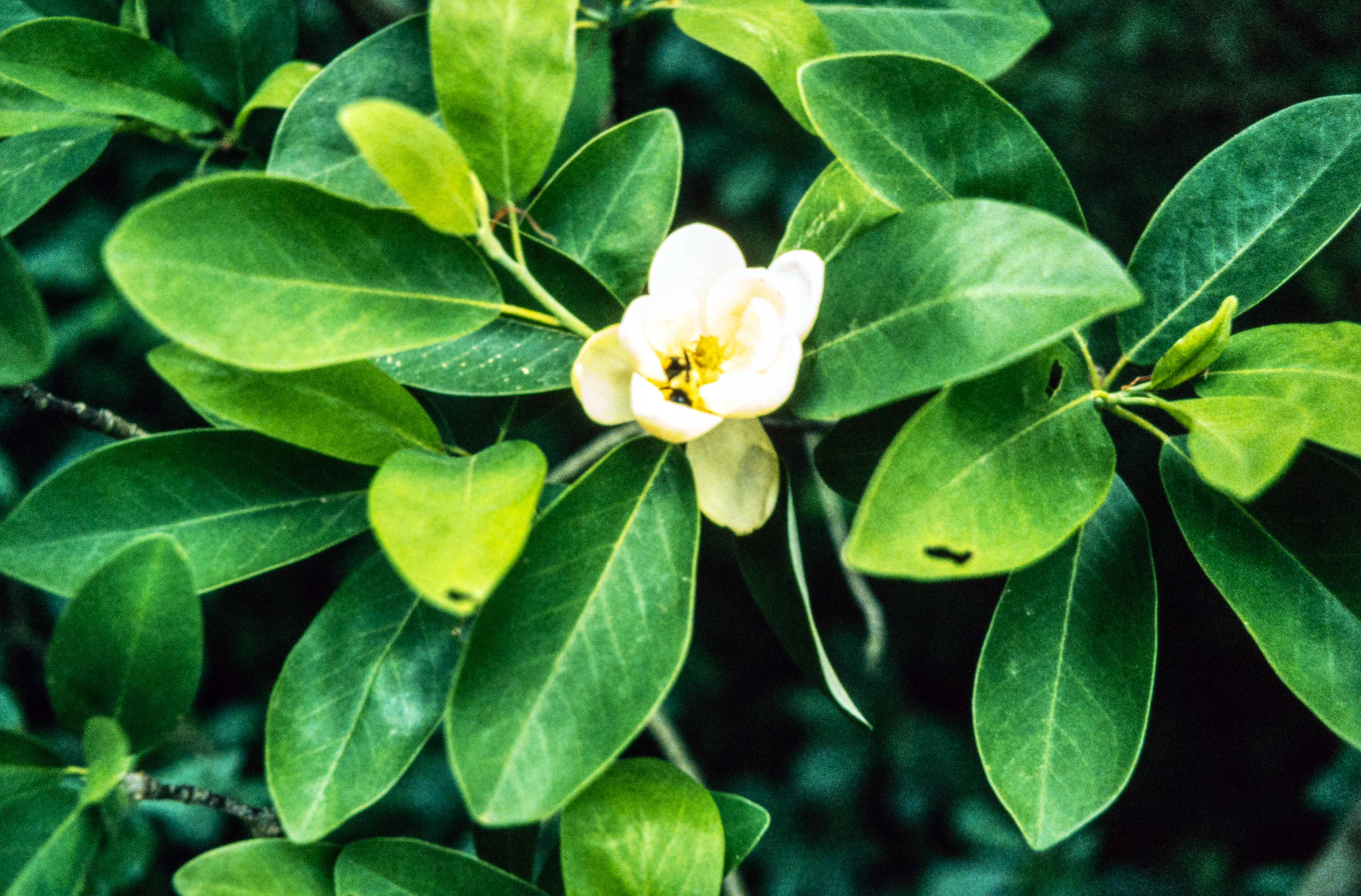 <i>Magnolia virginiana</i>; Sweet Bay Magnolia