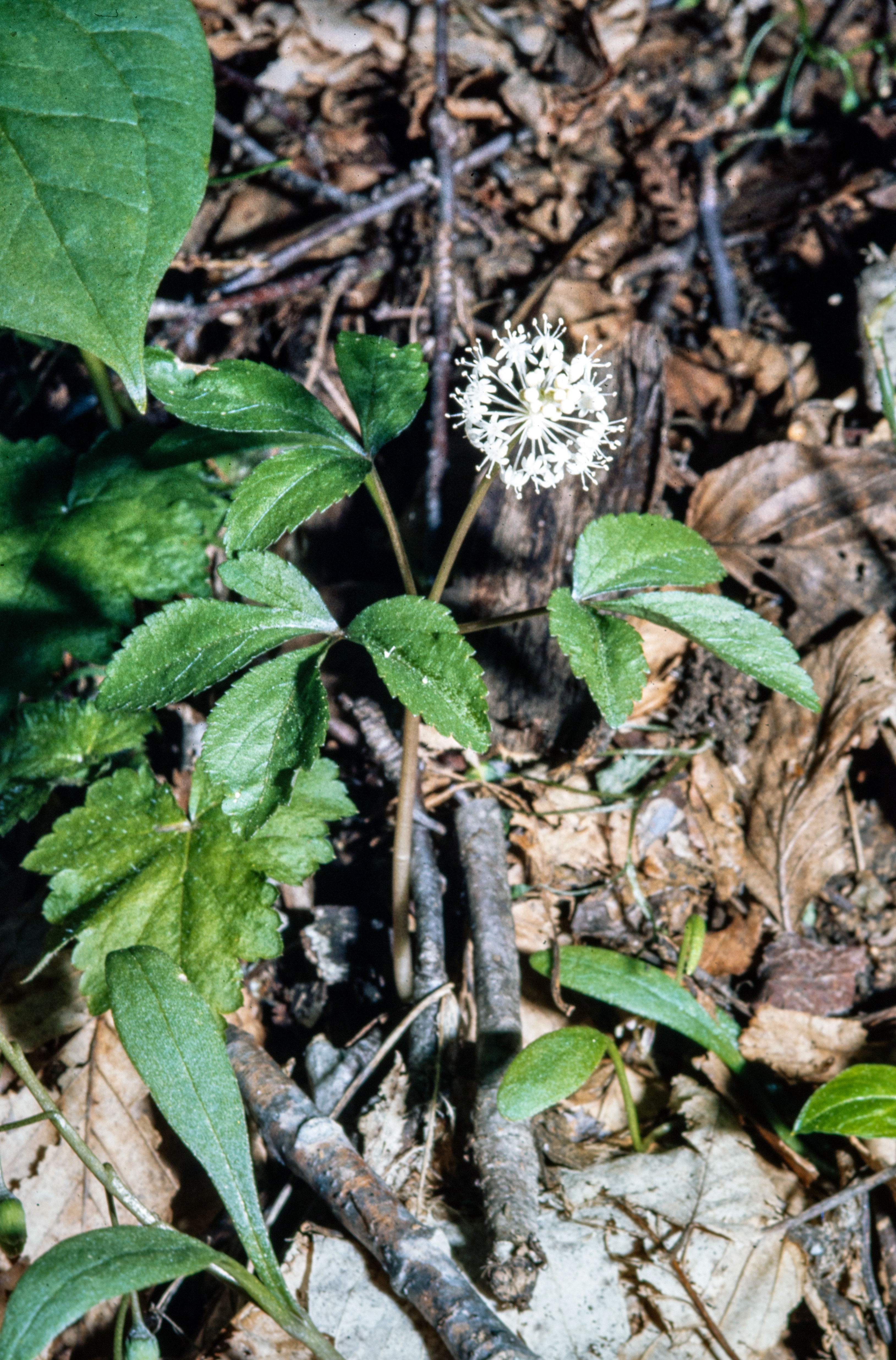 <i>Panax trifolius</i>; Dwarf Ginseng; <small>(shown with <i><a href=/cgi/img_query?where-taxon=Camissoniopsis+cheiranthifolia+ssp.+suffruticosa&title_tag=Camissoniopsis+cheiranthifolia+ssp.+suffruticosa>Camissoniopsis cheiranthifolia ssp. suffruticosa</a></i>)</small>