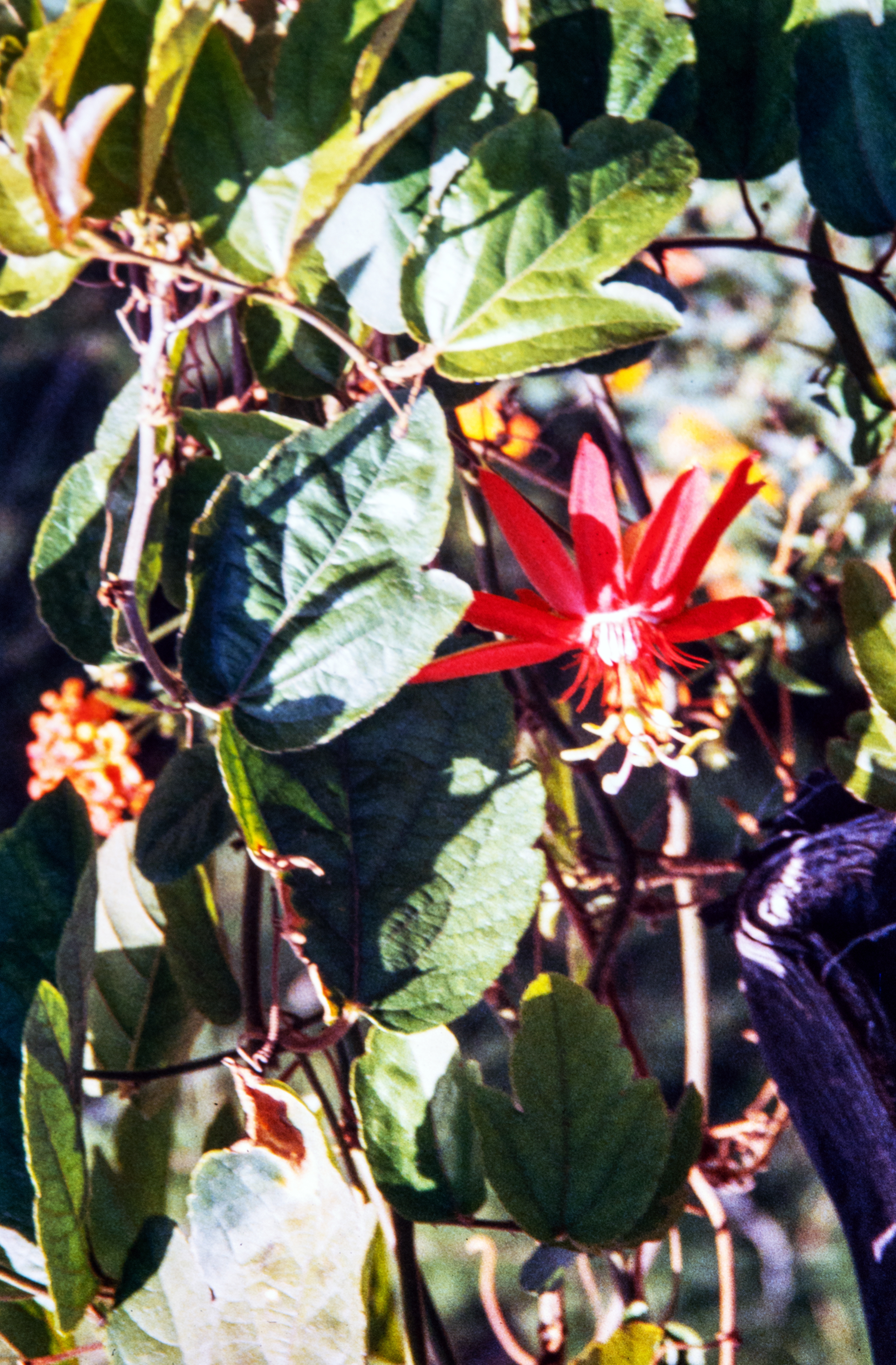 <i>Passiflora vitifolia</i>; Perfumed Passionflower