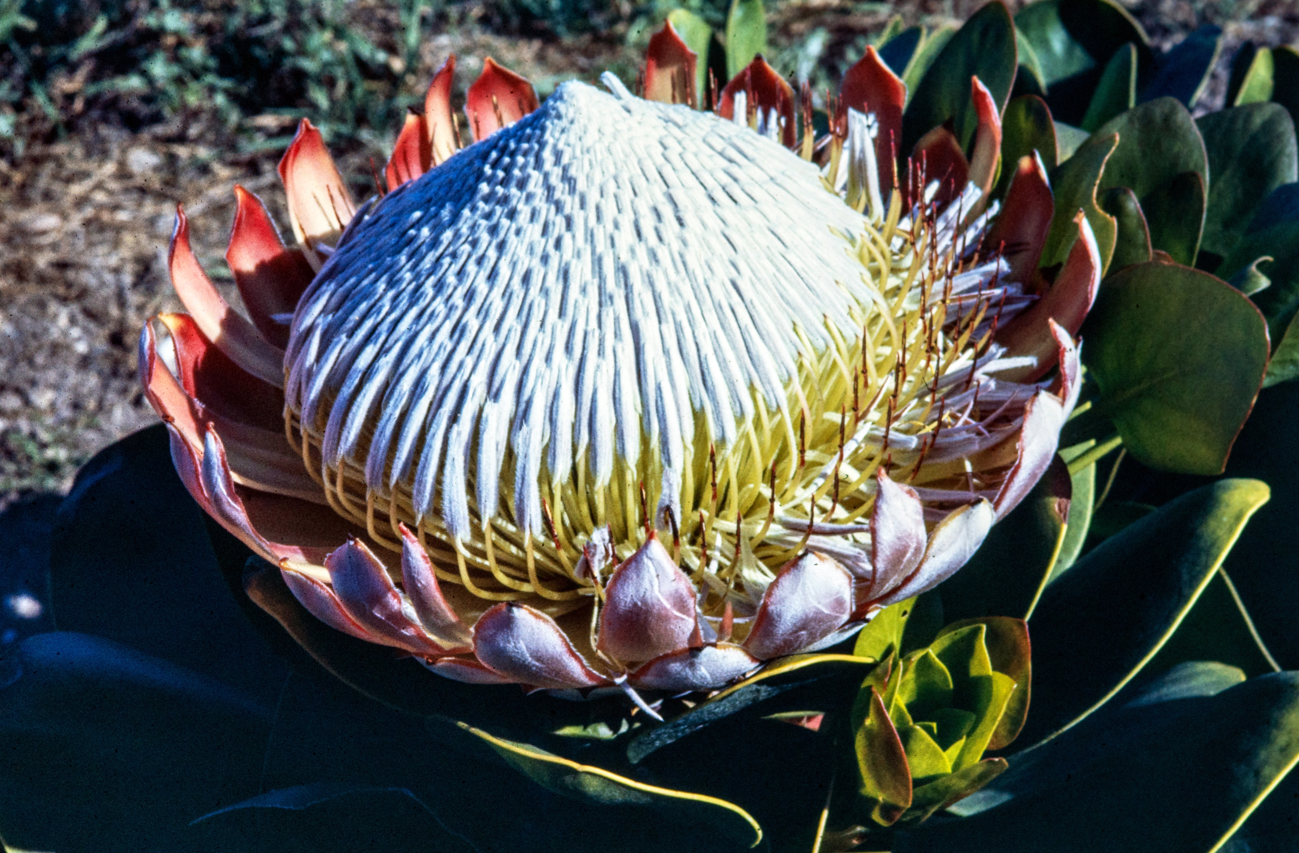 <i>Protea cynaroides</i>; King Protea