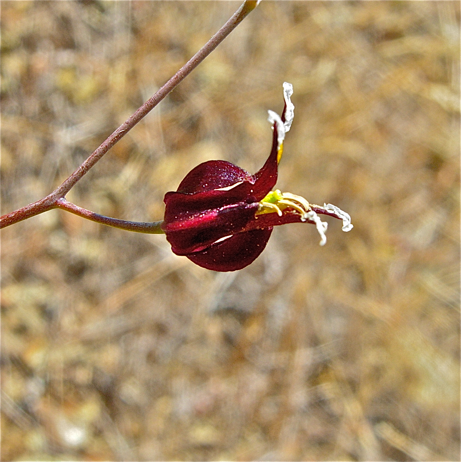 <i>Streptanthus glandulosus ssp. niger</i>; Tiburon Jewelflower