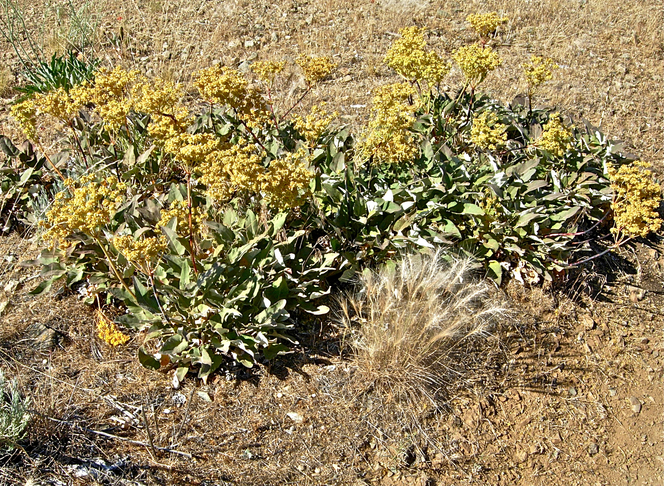 <i>Eriogonum compositum var. compositum</i>; Arrowleaf Buckwheat