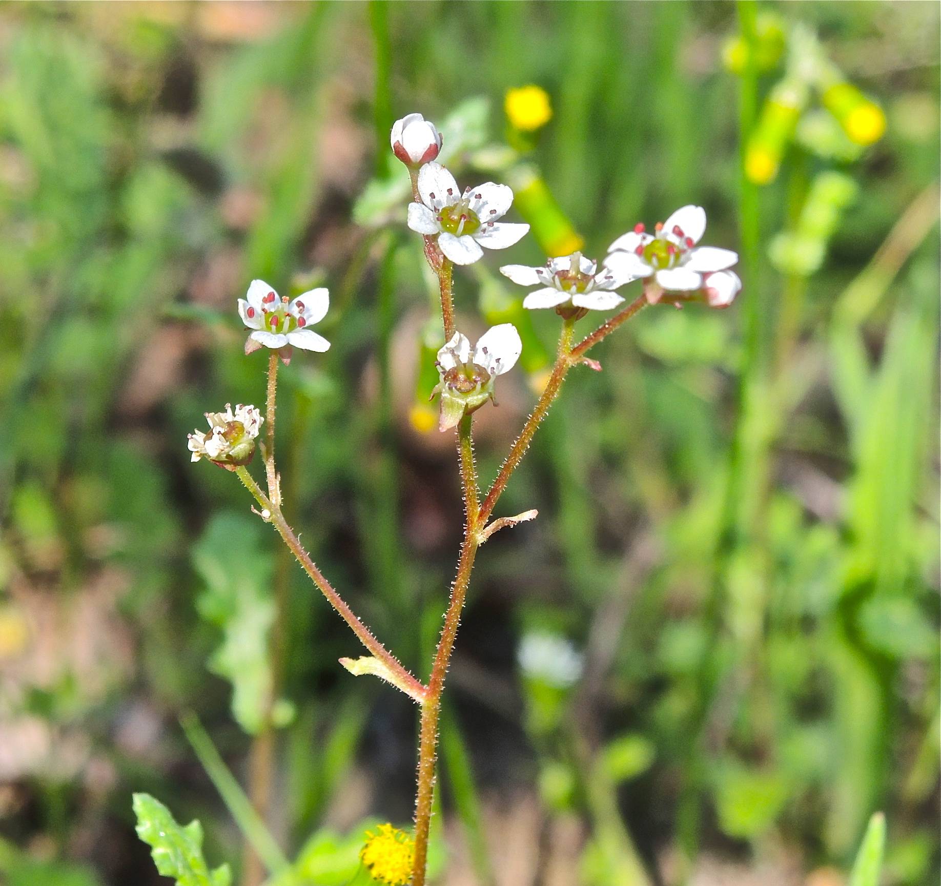 <i>Micranthes californica</i>; California Saxifrage