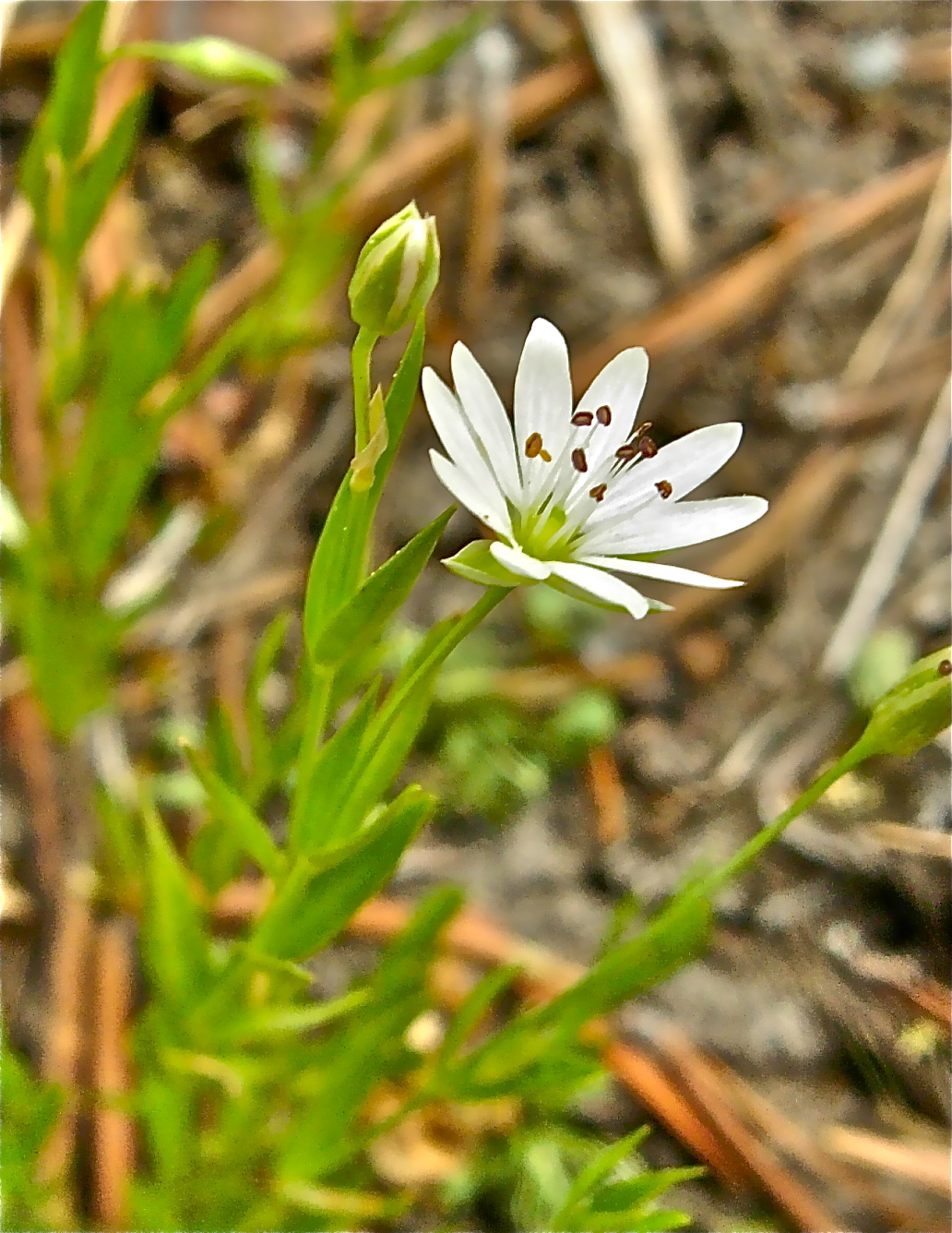 <i>Stellaria longipes ssp. longipes</i>; Goldie's Starwort